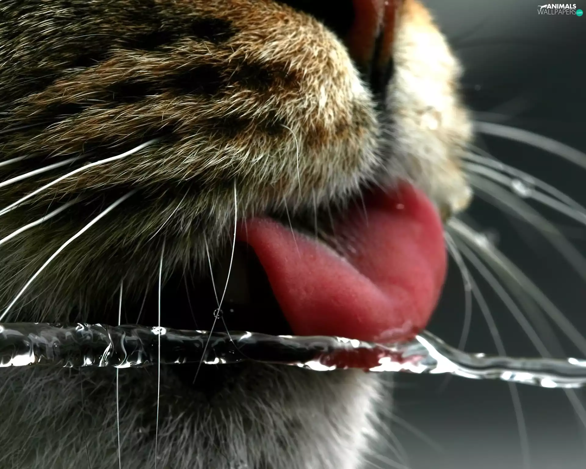 cat, Tounge, water, mouth