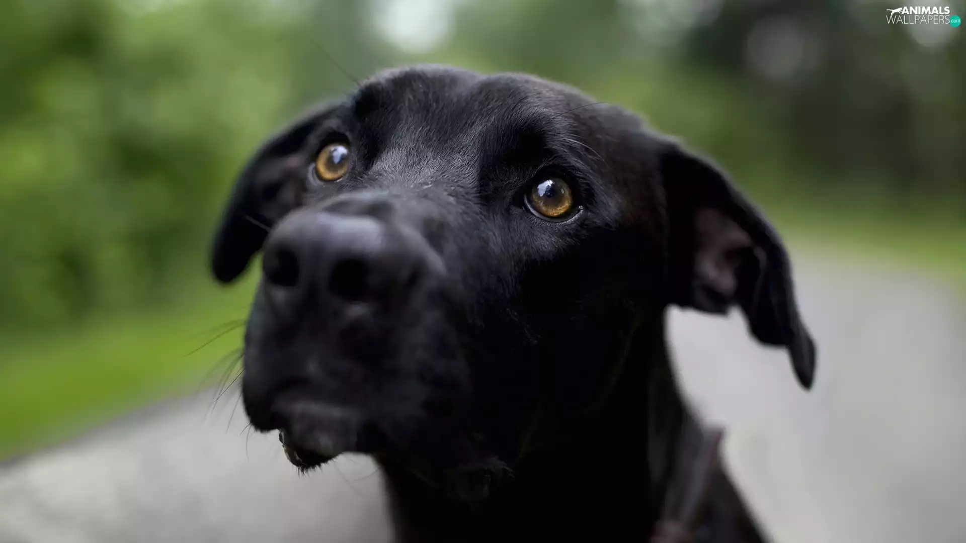 Close up, Dog, mouth