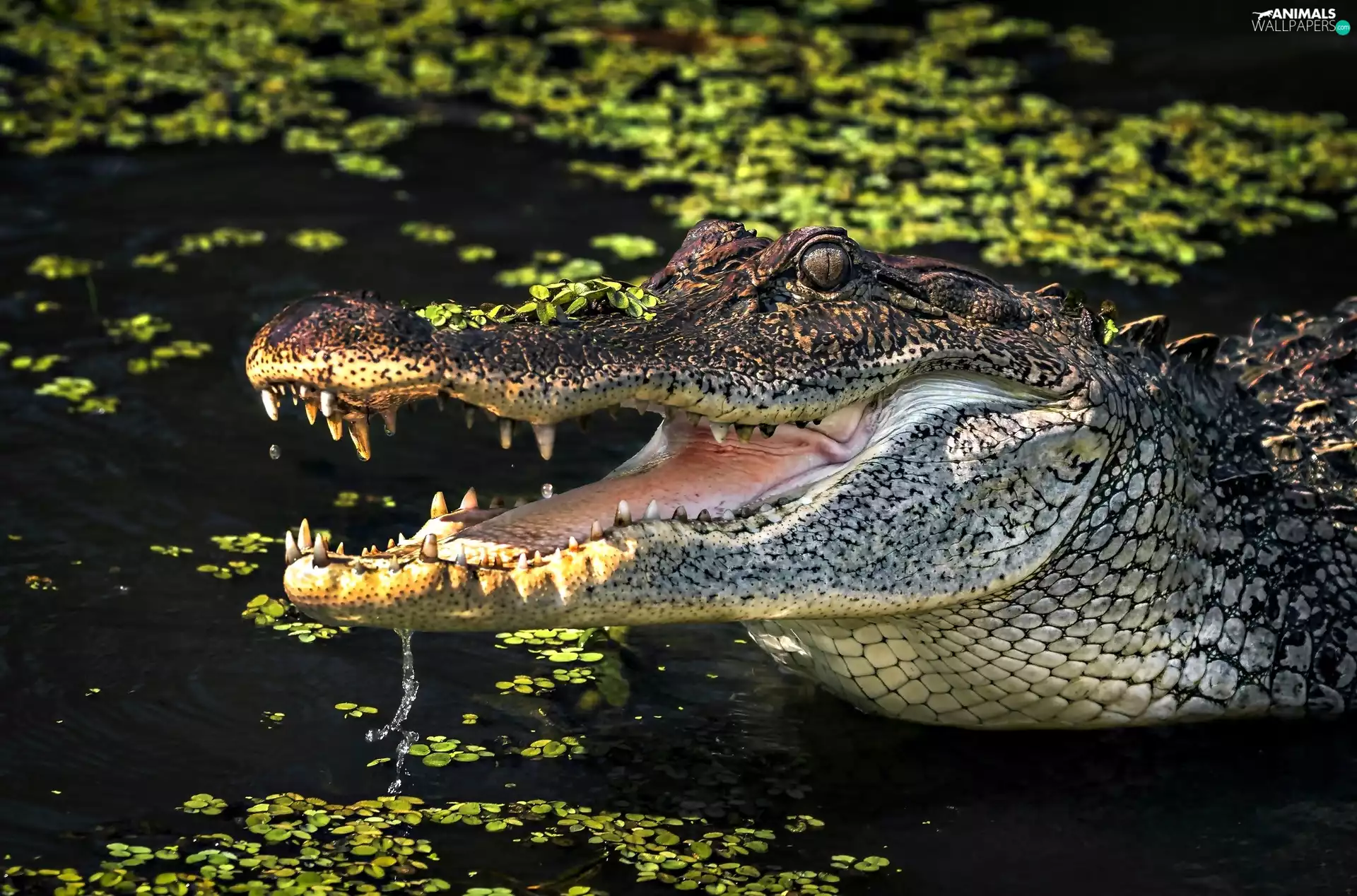 Crocodile, water, Plants, mouth