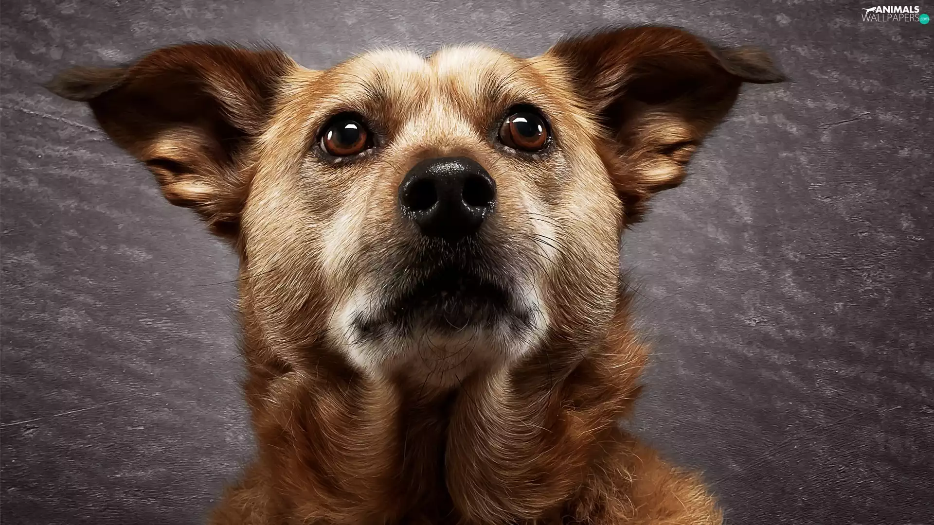 Eyes, mouth, dog, shiny, Brown