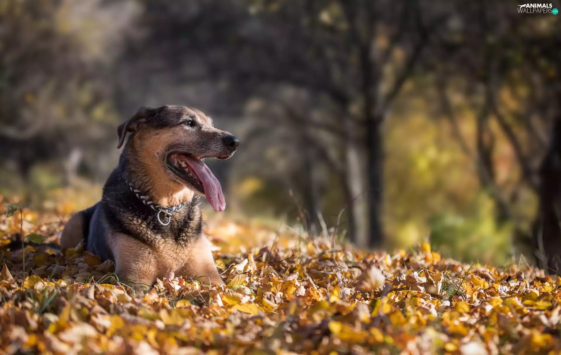 mouth, dog, car in the meadow, Leaf, tongue, dog-collar