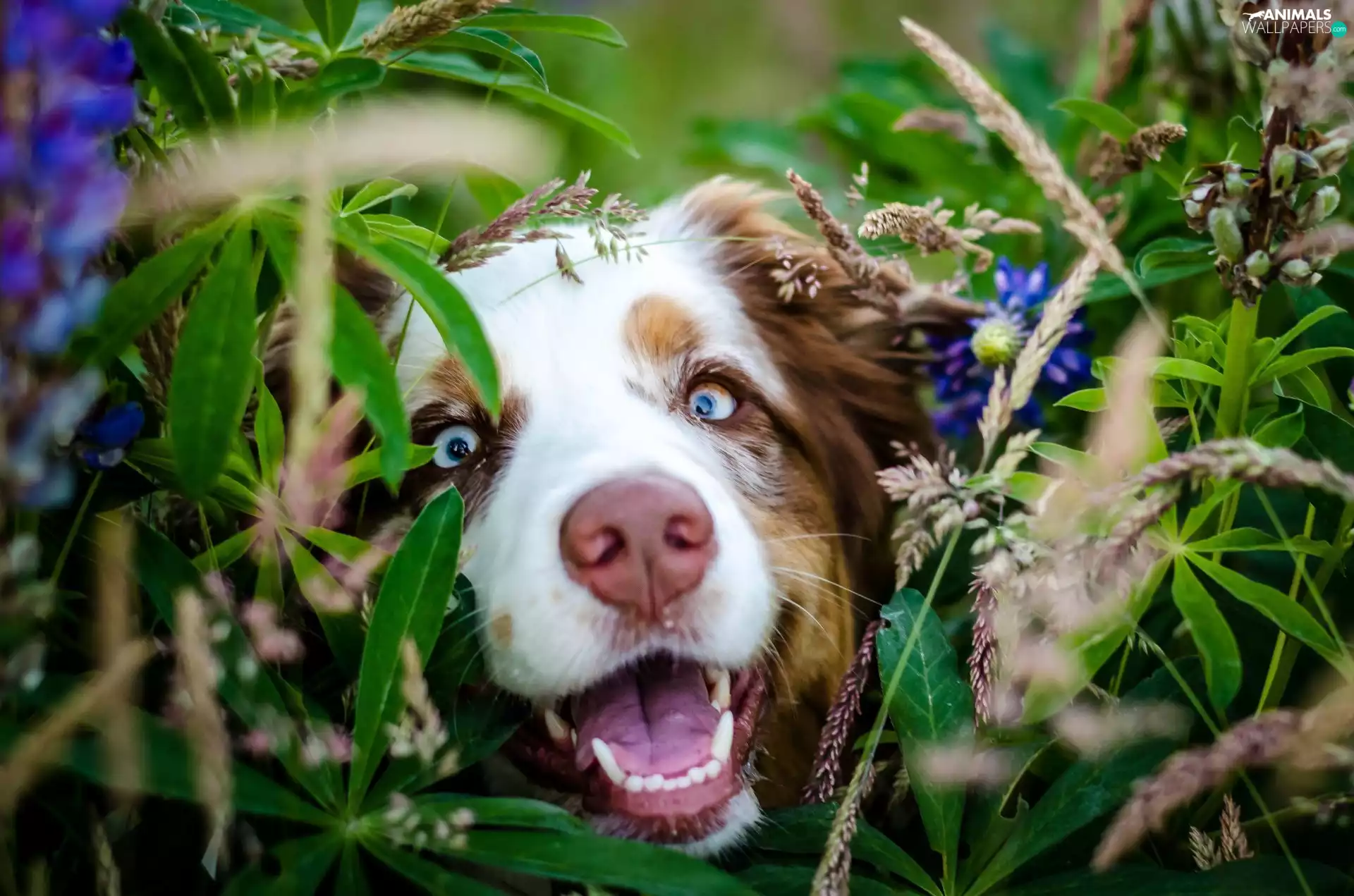 dog, Flowers, Plants, mouth