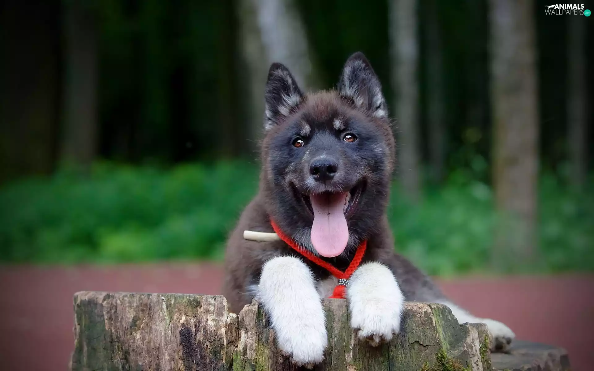 dog, feet, stump, mouth