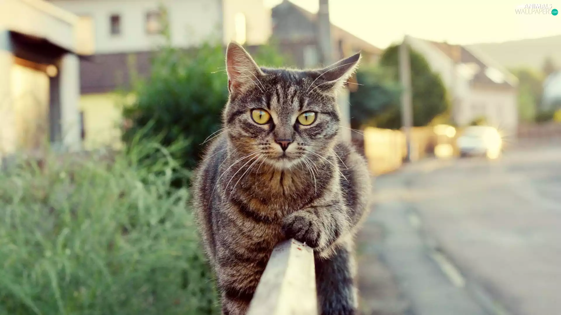 cat, mouth, Eyes, hand-rail