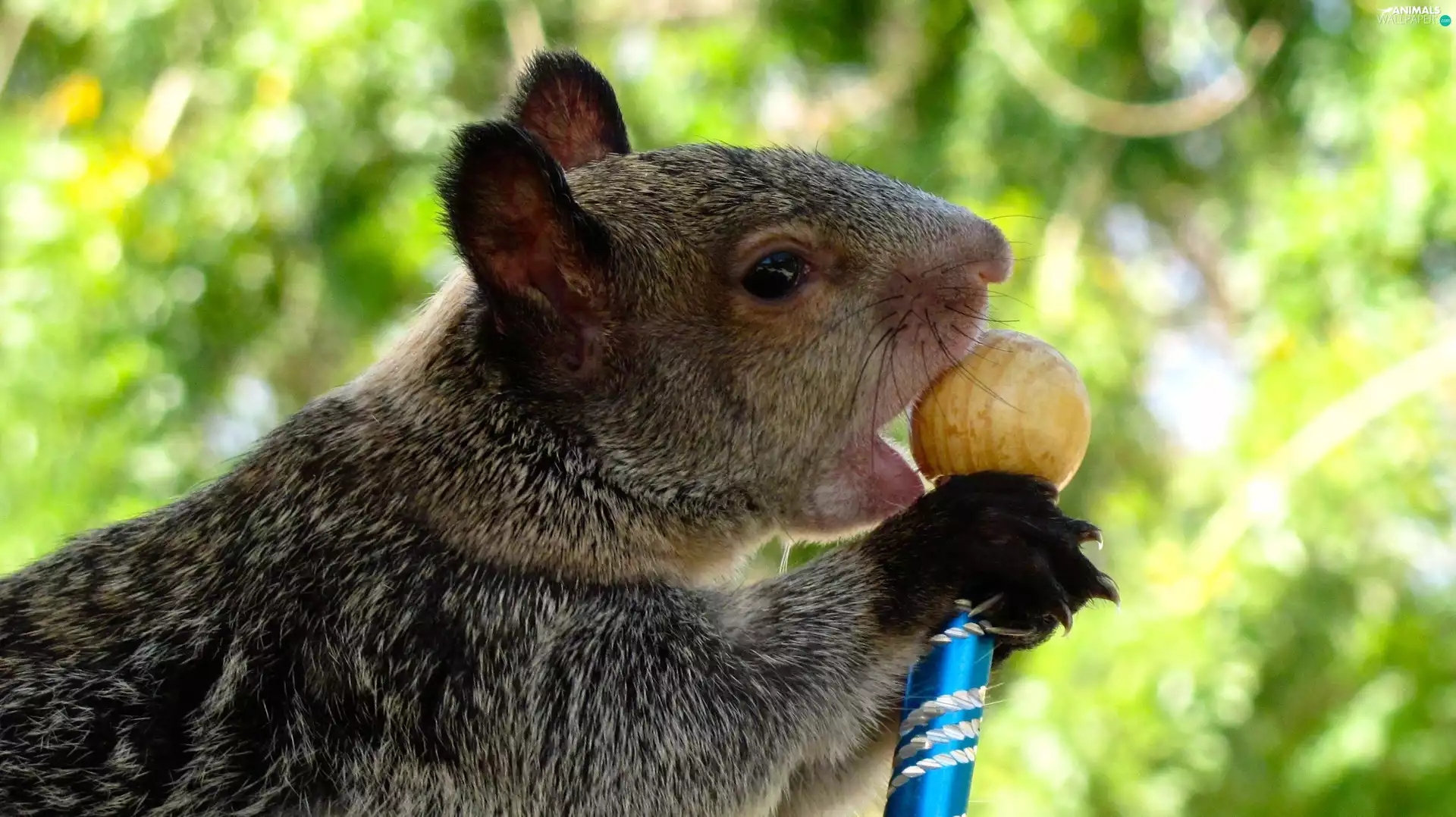 mouth, squirrel, feet