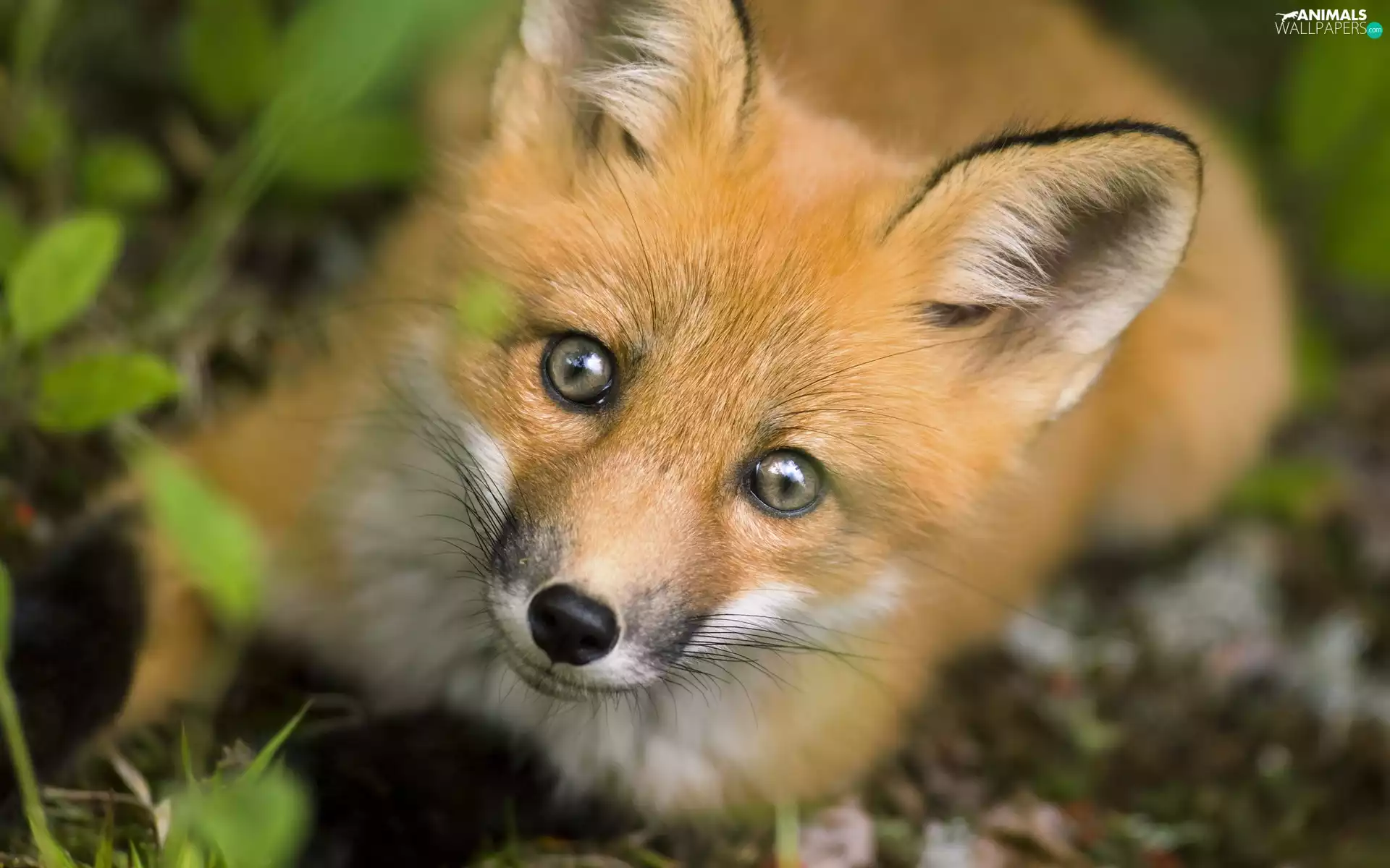 Fox, curiosity, ears, mouth
