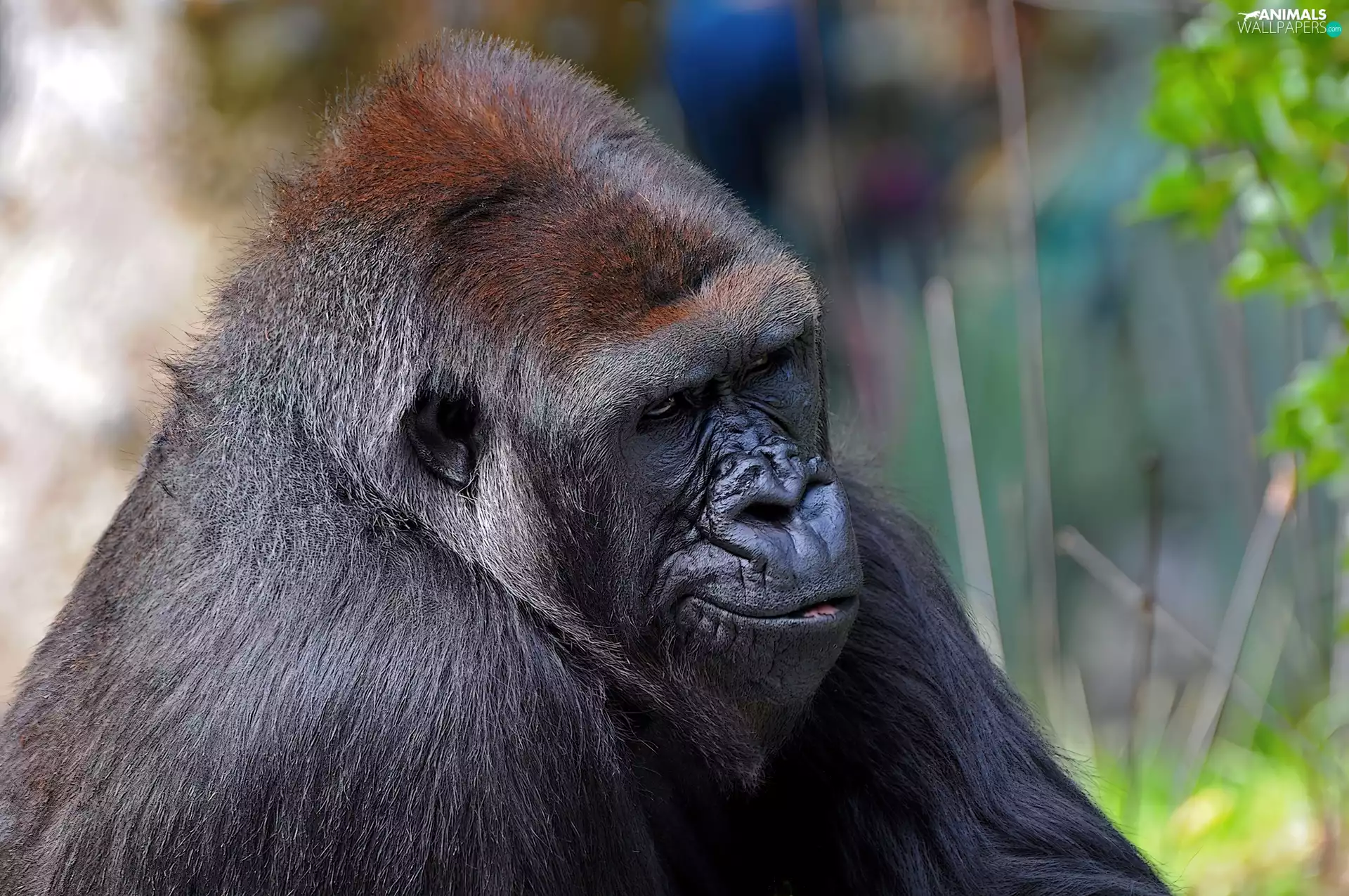 gorilla, dark, Fur, mouth
