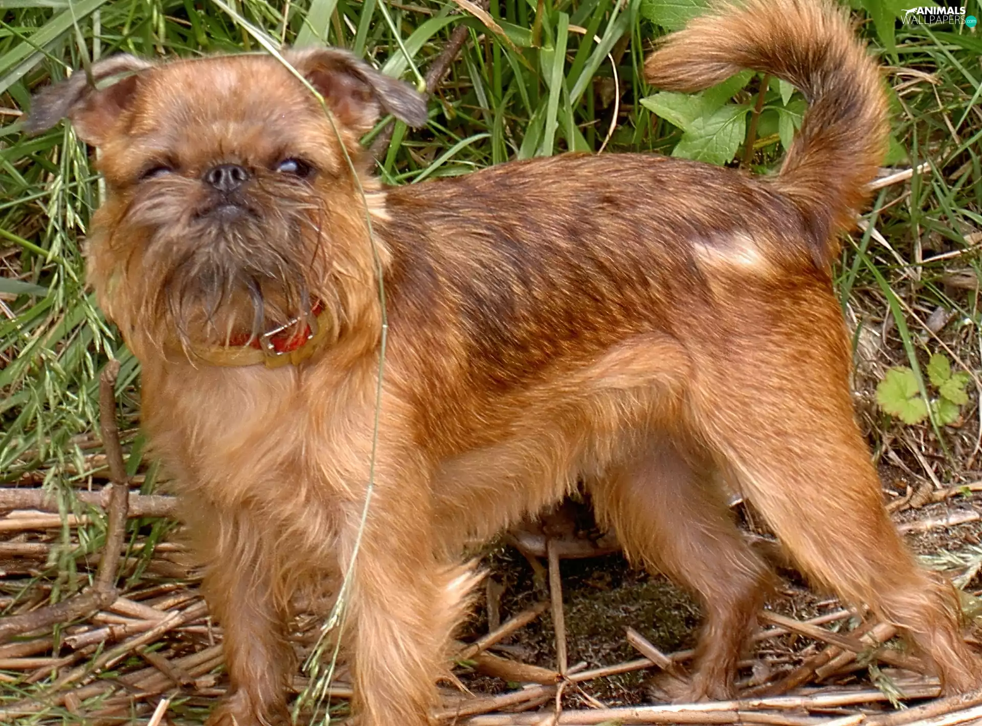 mouth, Brussels griffon