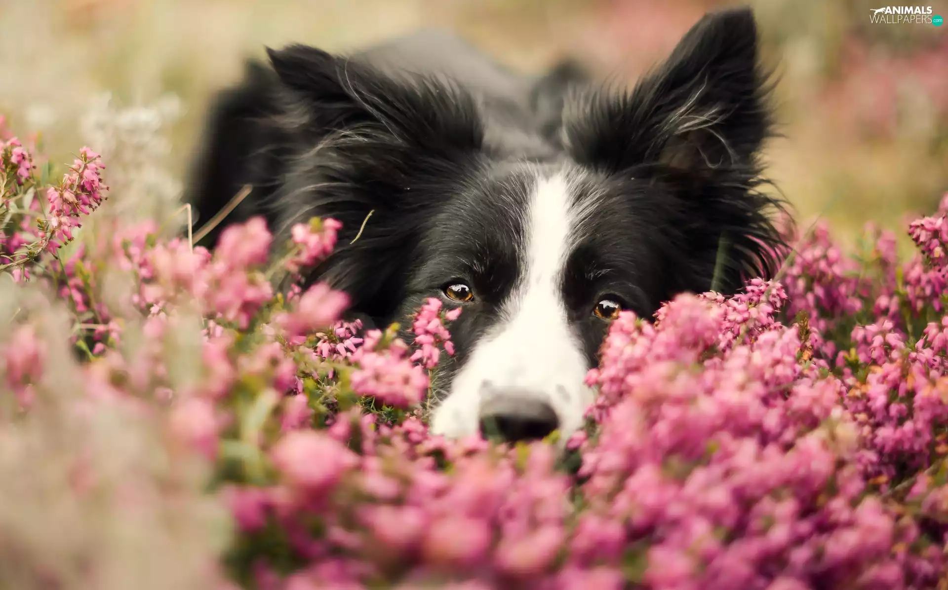 heather, Border Collie, mouth