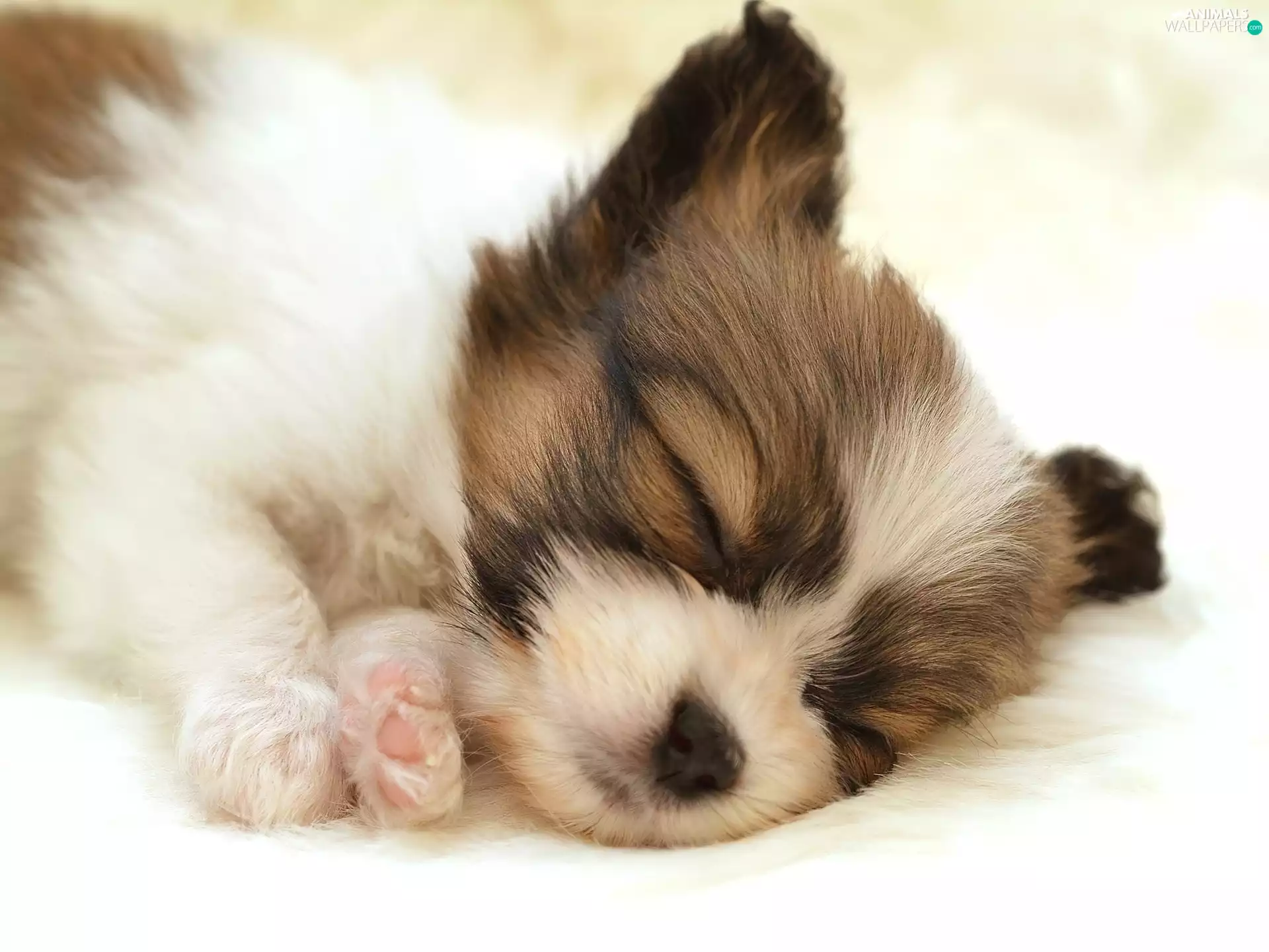 mouth, Puppy, honeyed