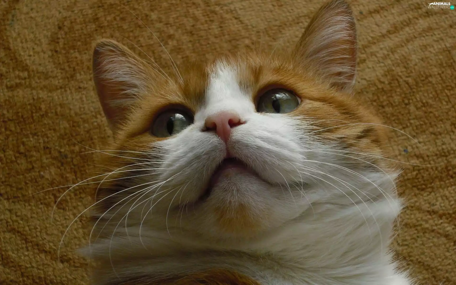 mouth, ginger, kitten