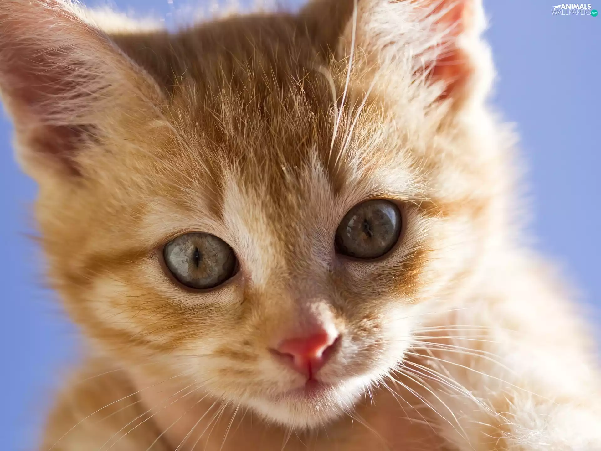 mouth, ginger, kitten