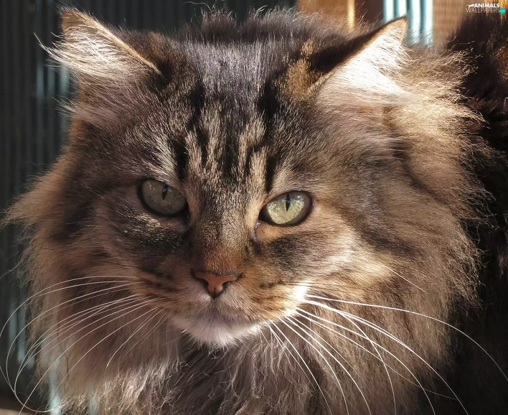 mouth, honeyed, kitten