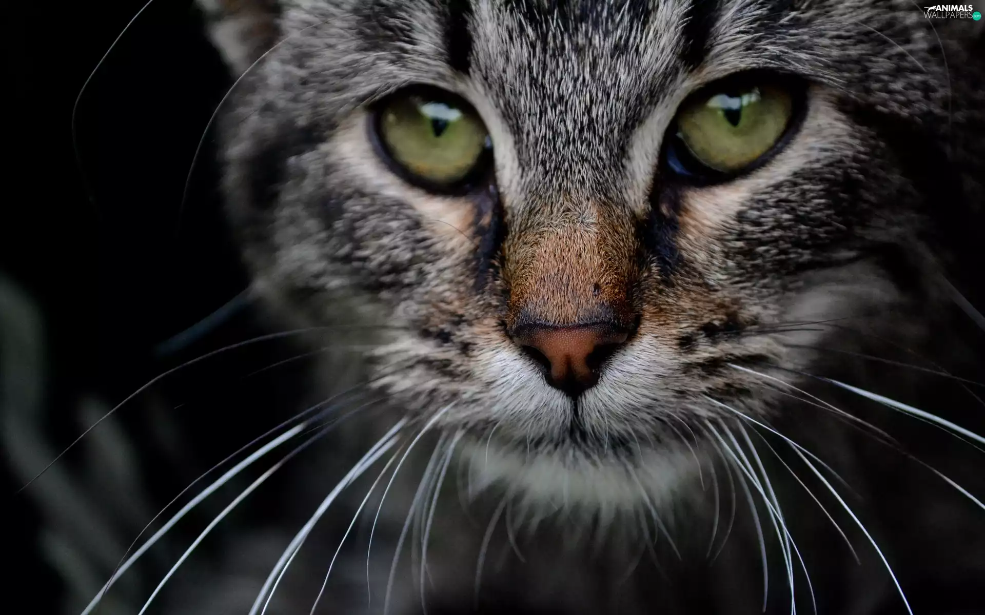 mouth, honeyed, kitten