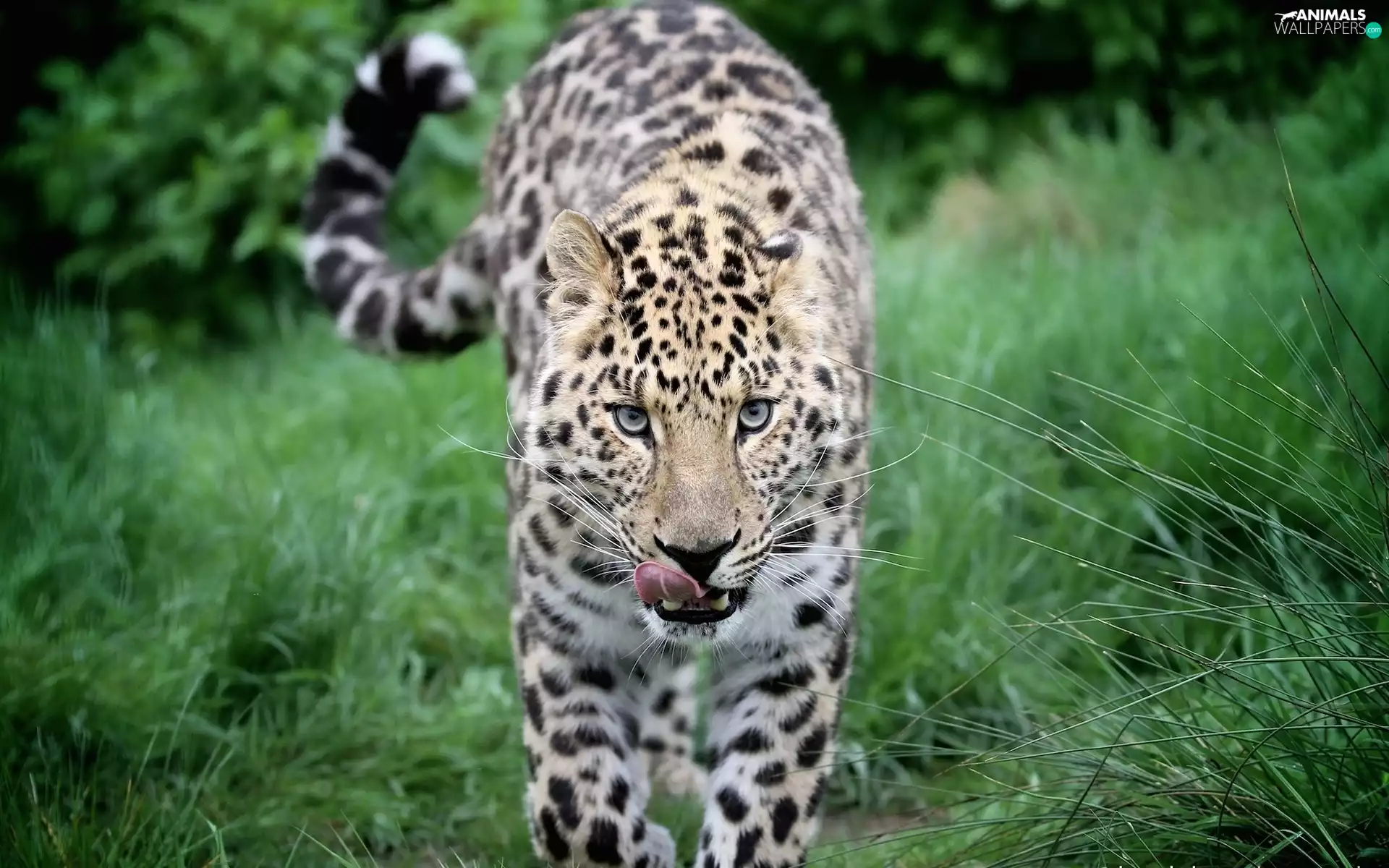 Leopards, Tounge, grass, mouth