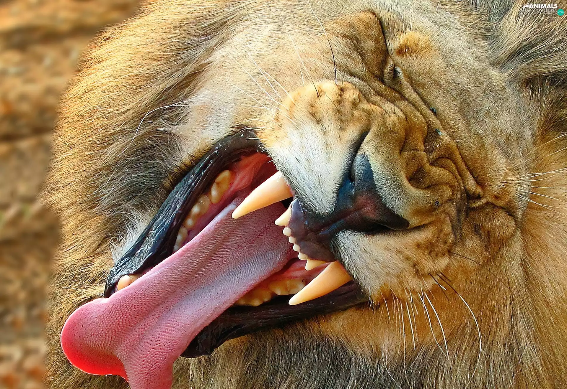 mouth, lion