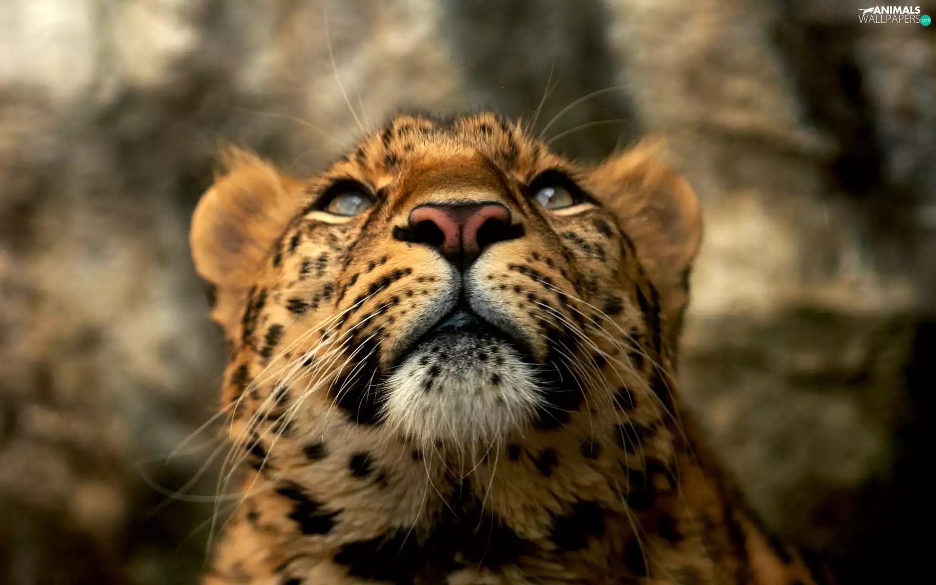 mouth, Leopards, nose