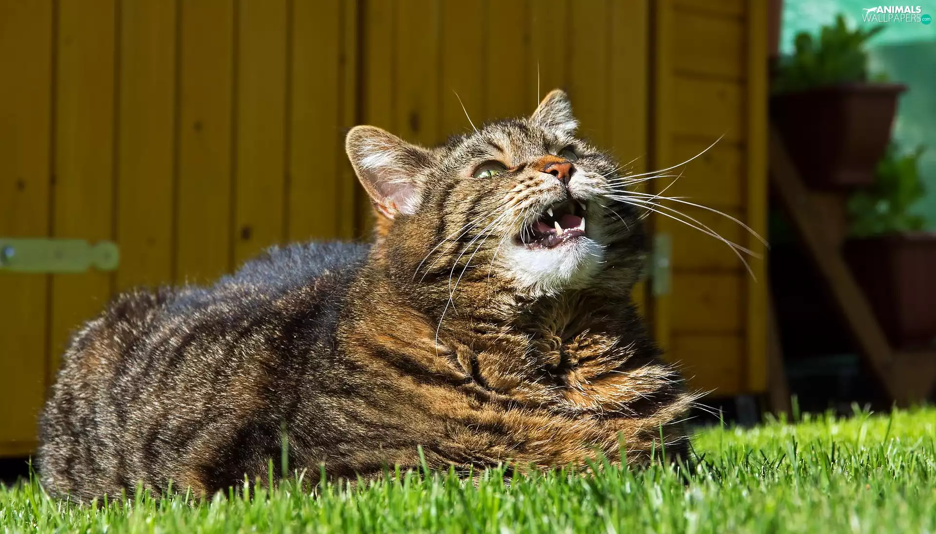 cat, dun, open, Green-eyed, lying, grass, mouth