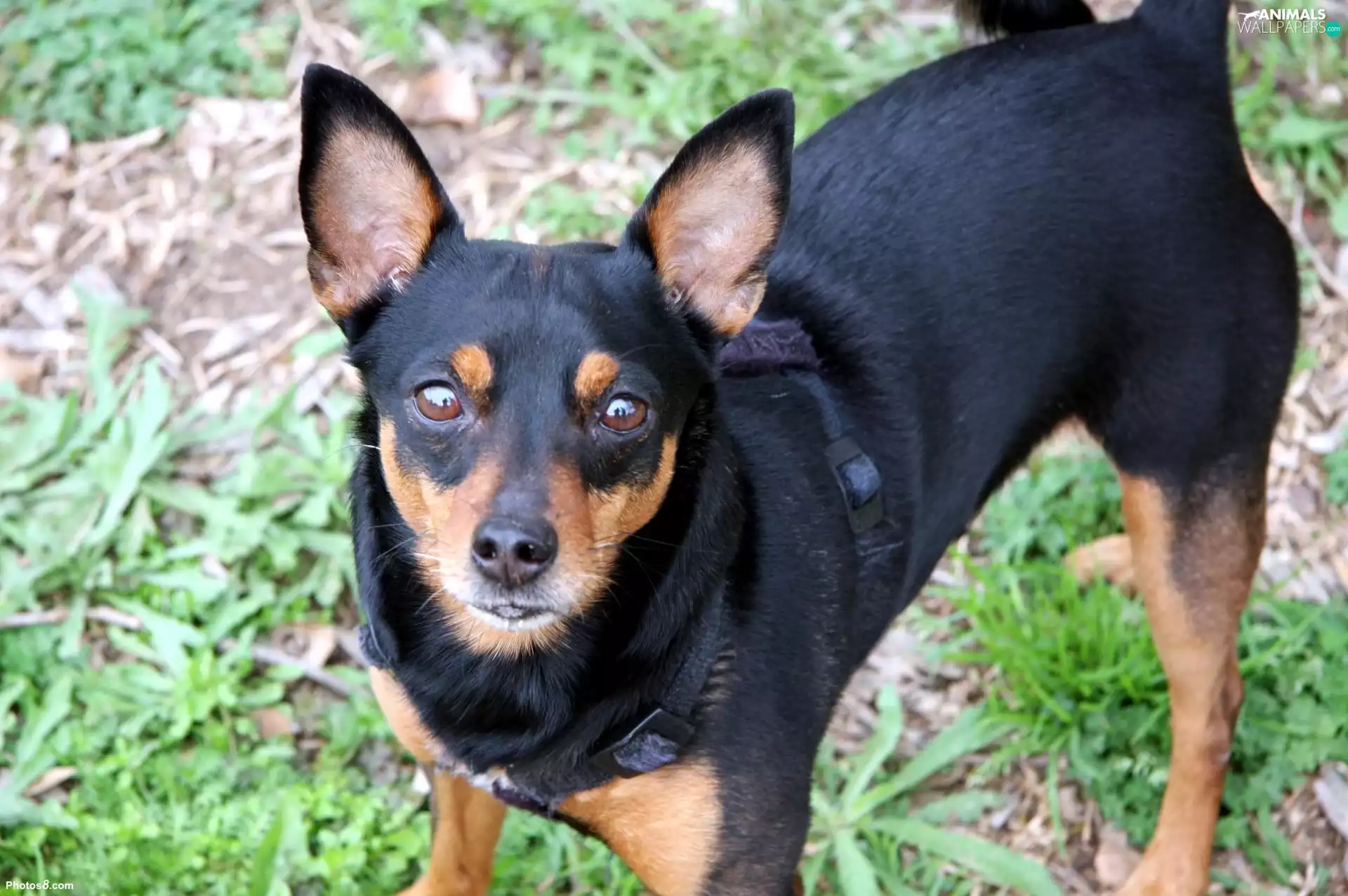 mouth, miniature Pinscher