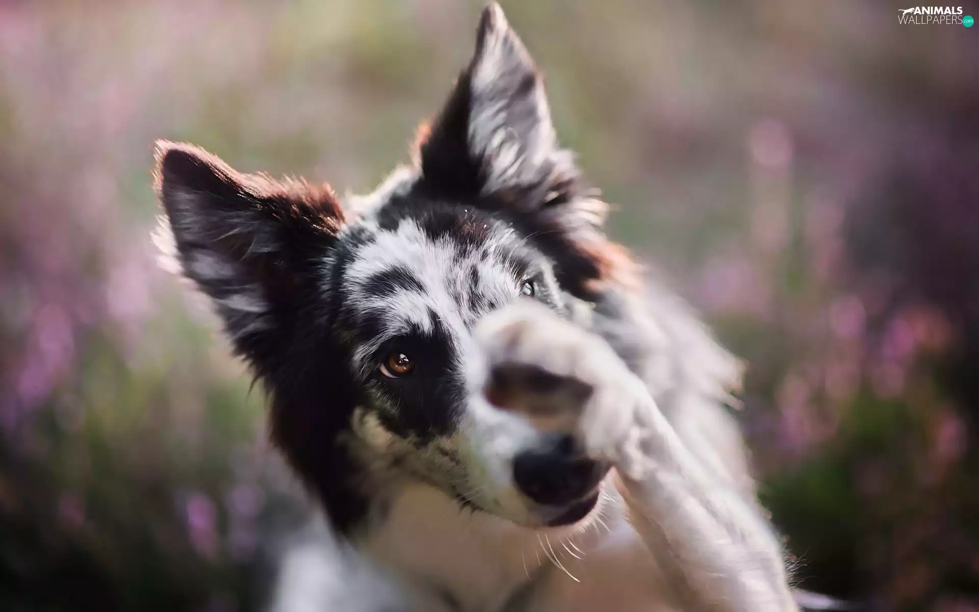 pud, Border Collie, mouth