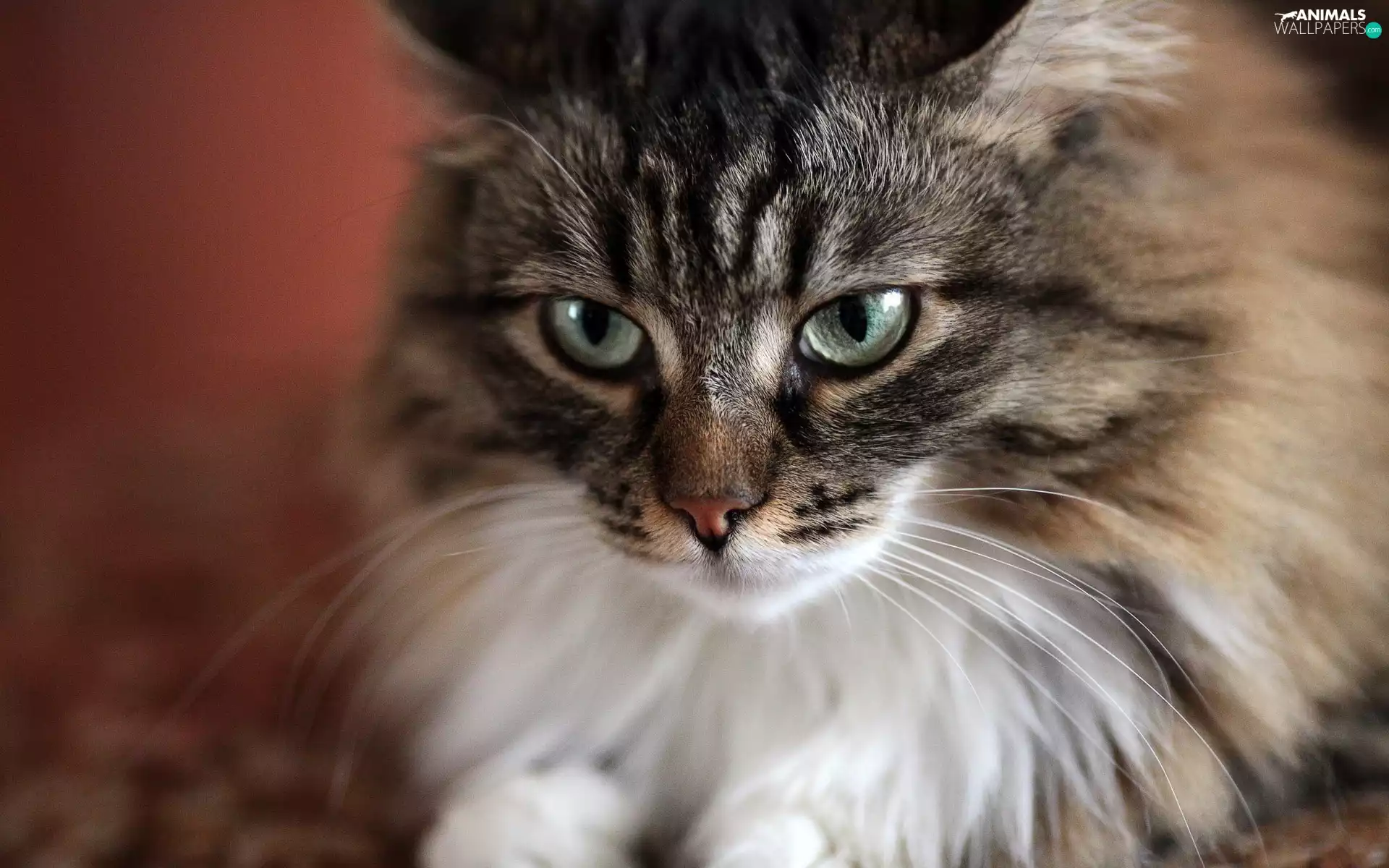 mouth, cat, rapprochement