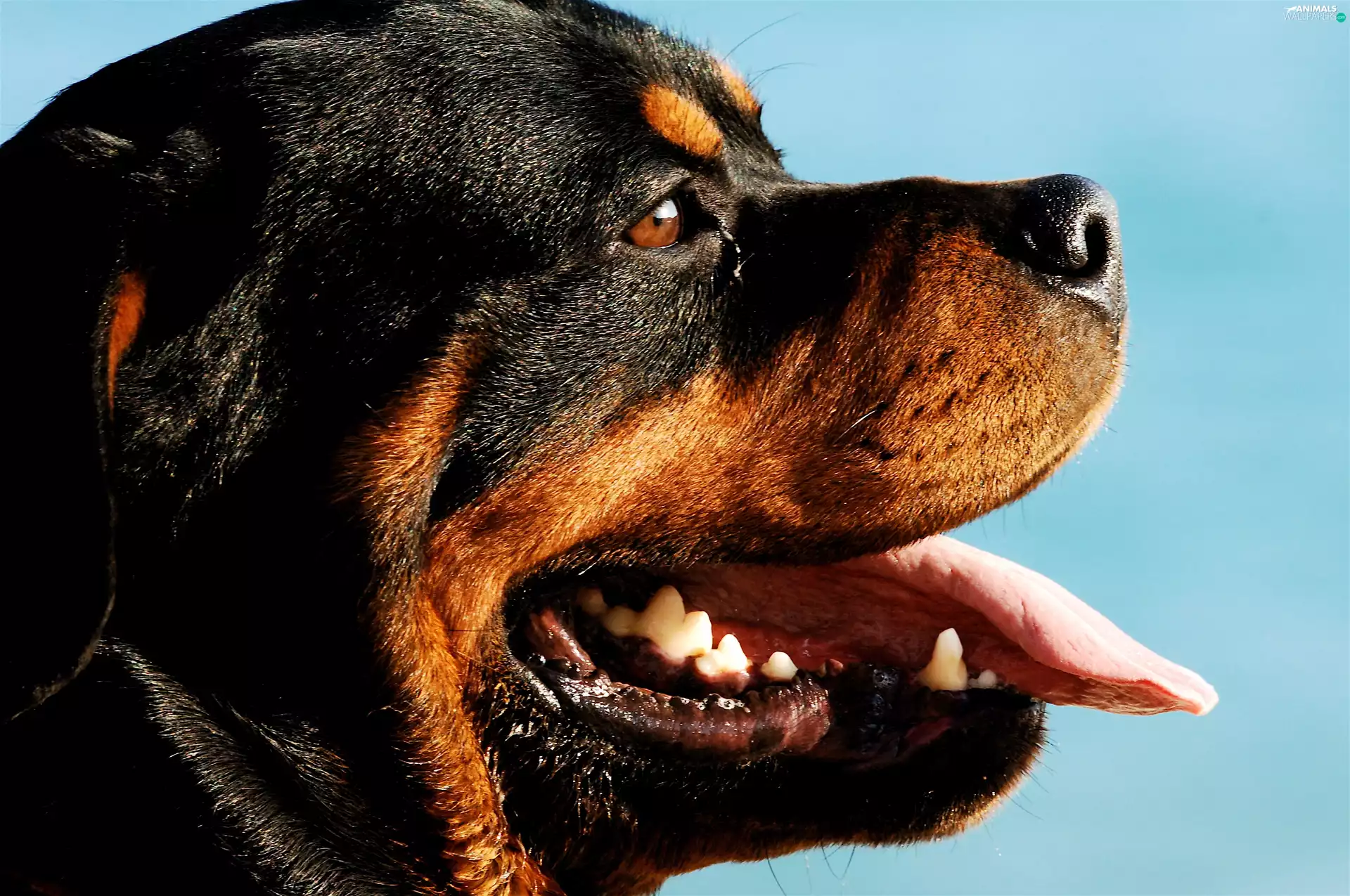 mouth, Rottweiler