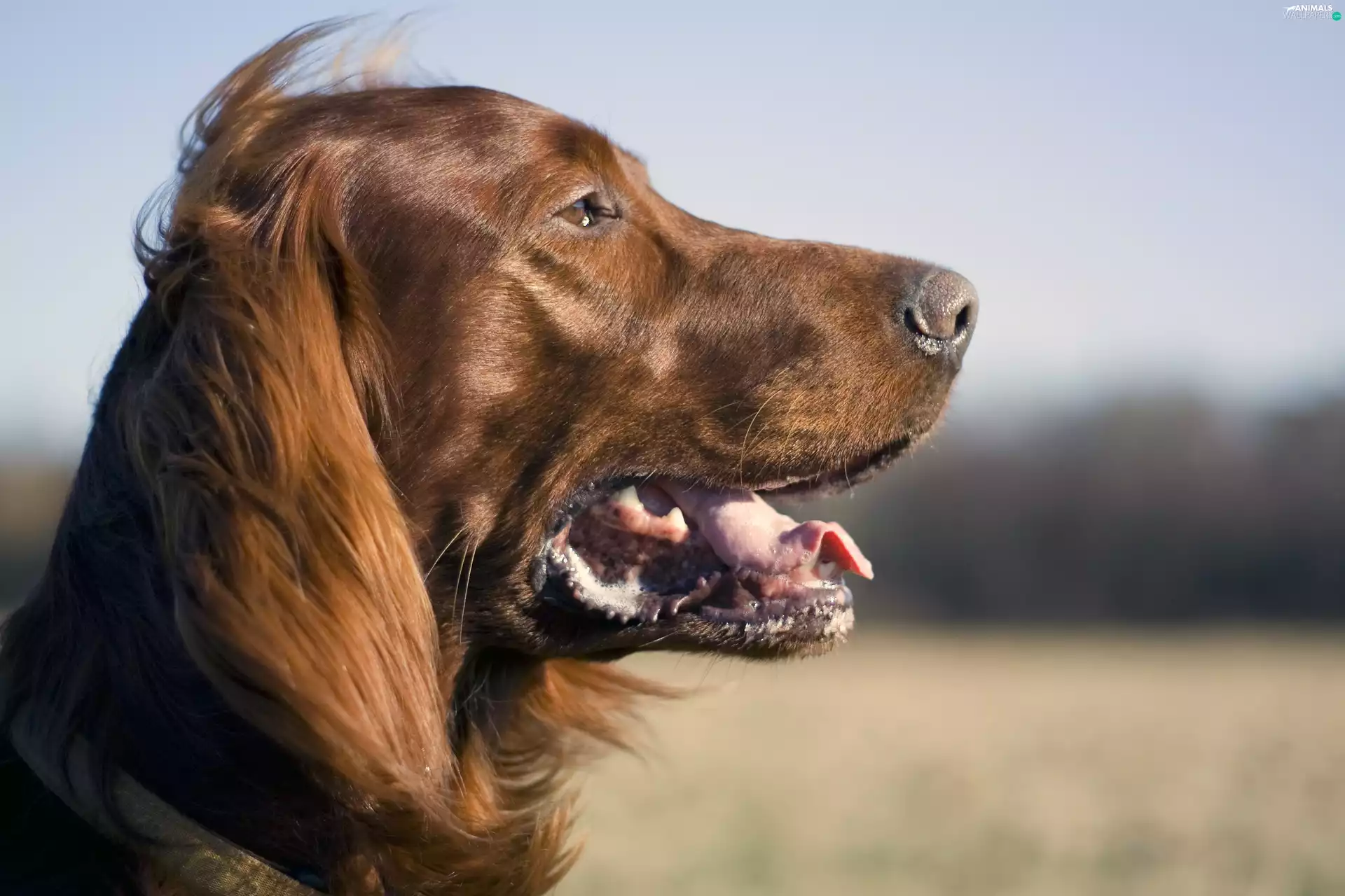 mouth, Irish Setter