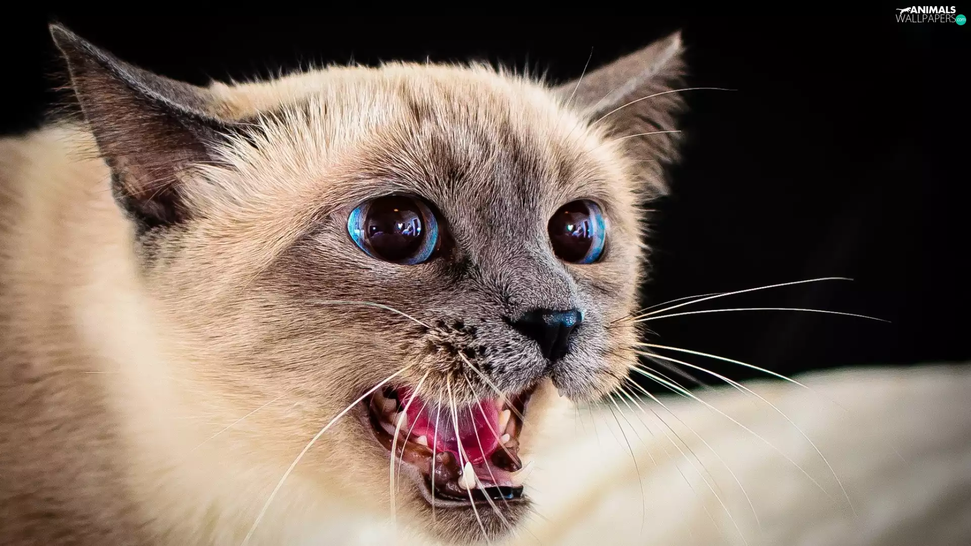Blue, cat, open, mouth, Eyes, siamese