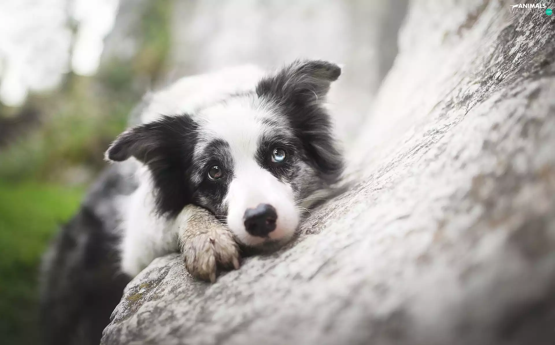 Stone, Border Collie, mouth