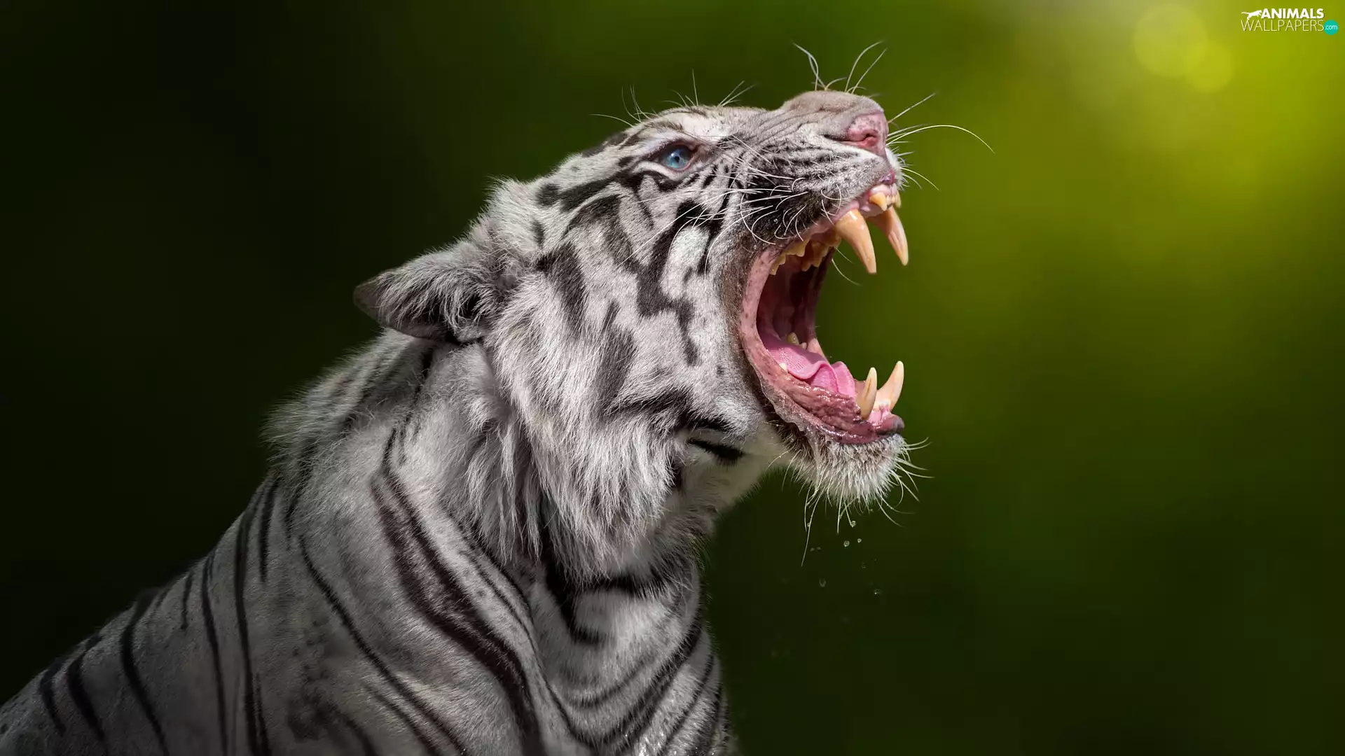 tiger, canines, rapprochement, mouth