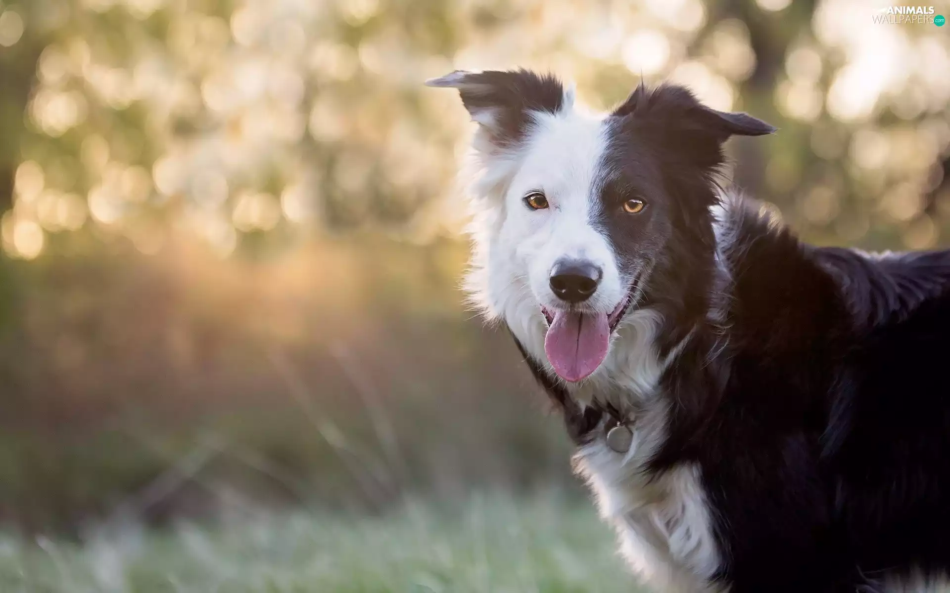 Tounge, Border Collie, mouth