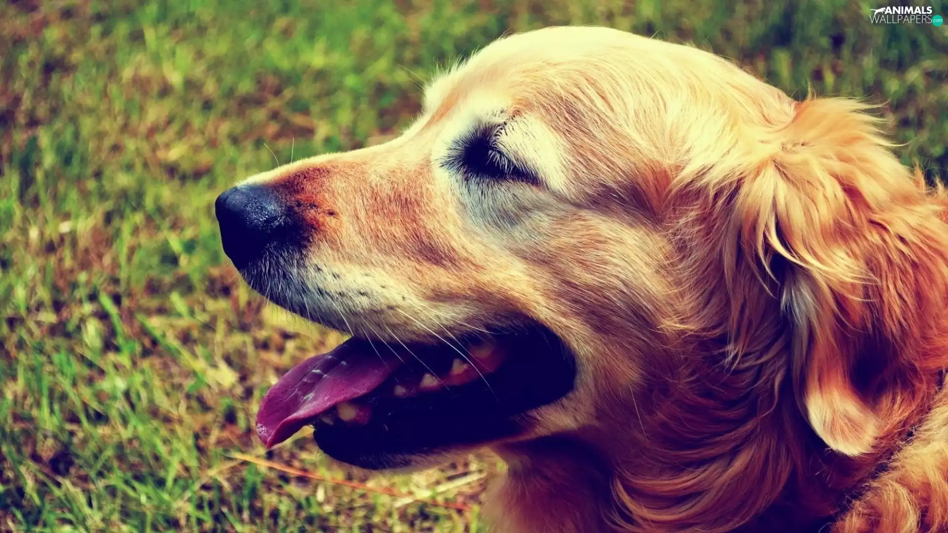 Tounge, Golden Retriever, mouth