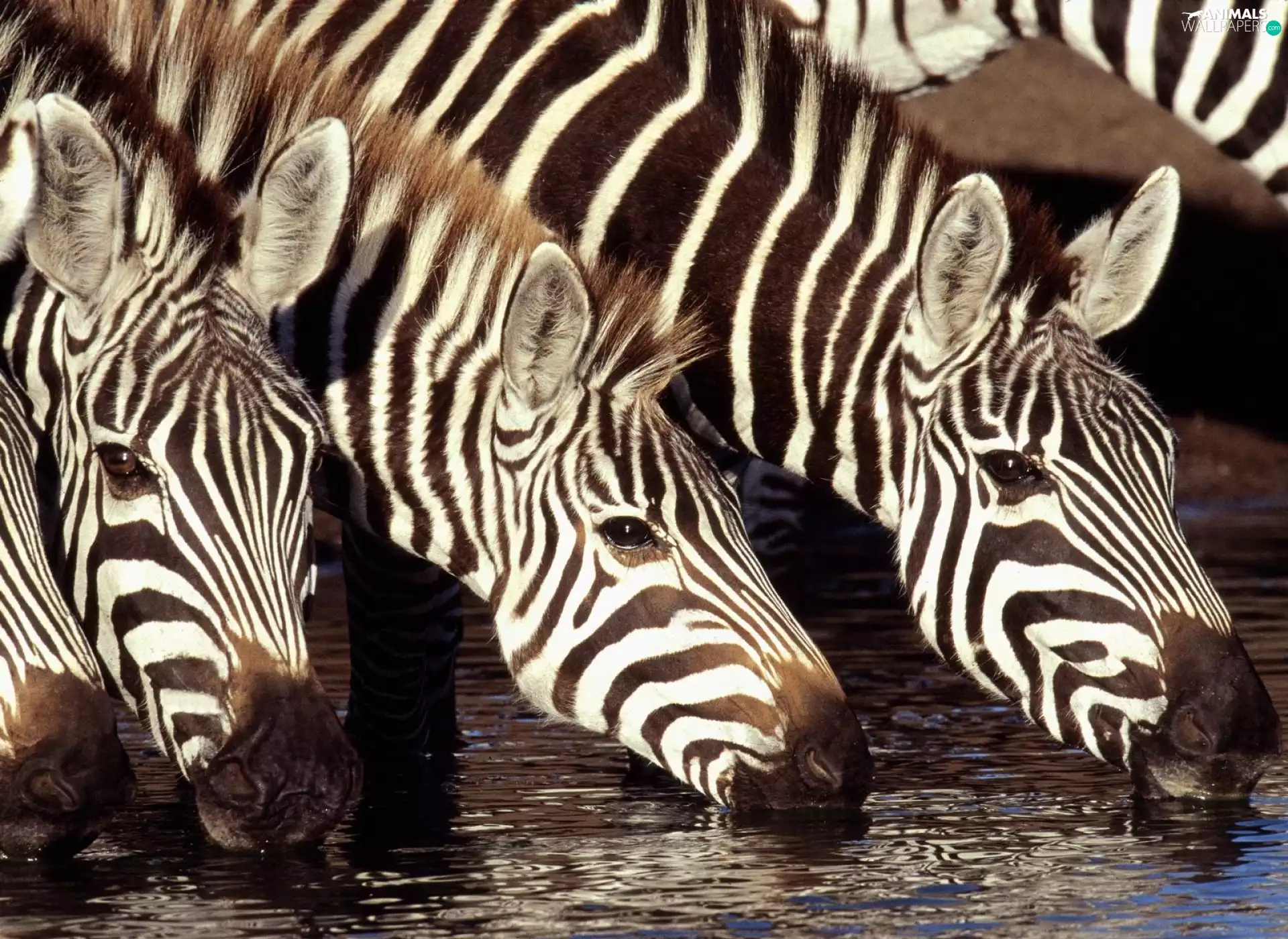 mouth, zebra, water