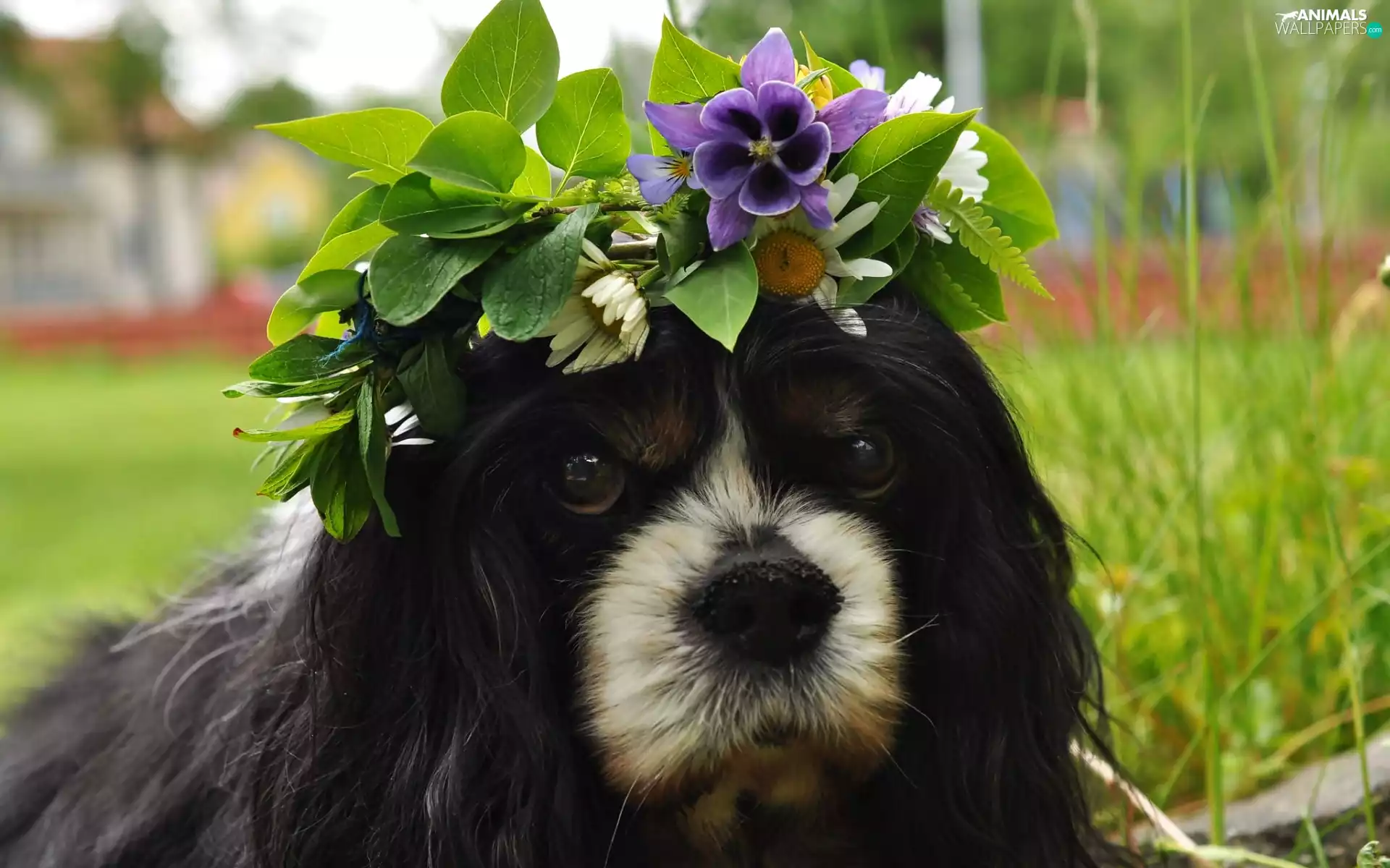 wreath, dog, White, mouth, hairy, purple, Flowers