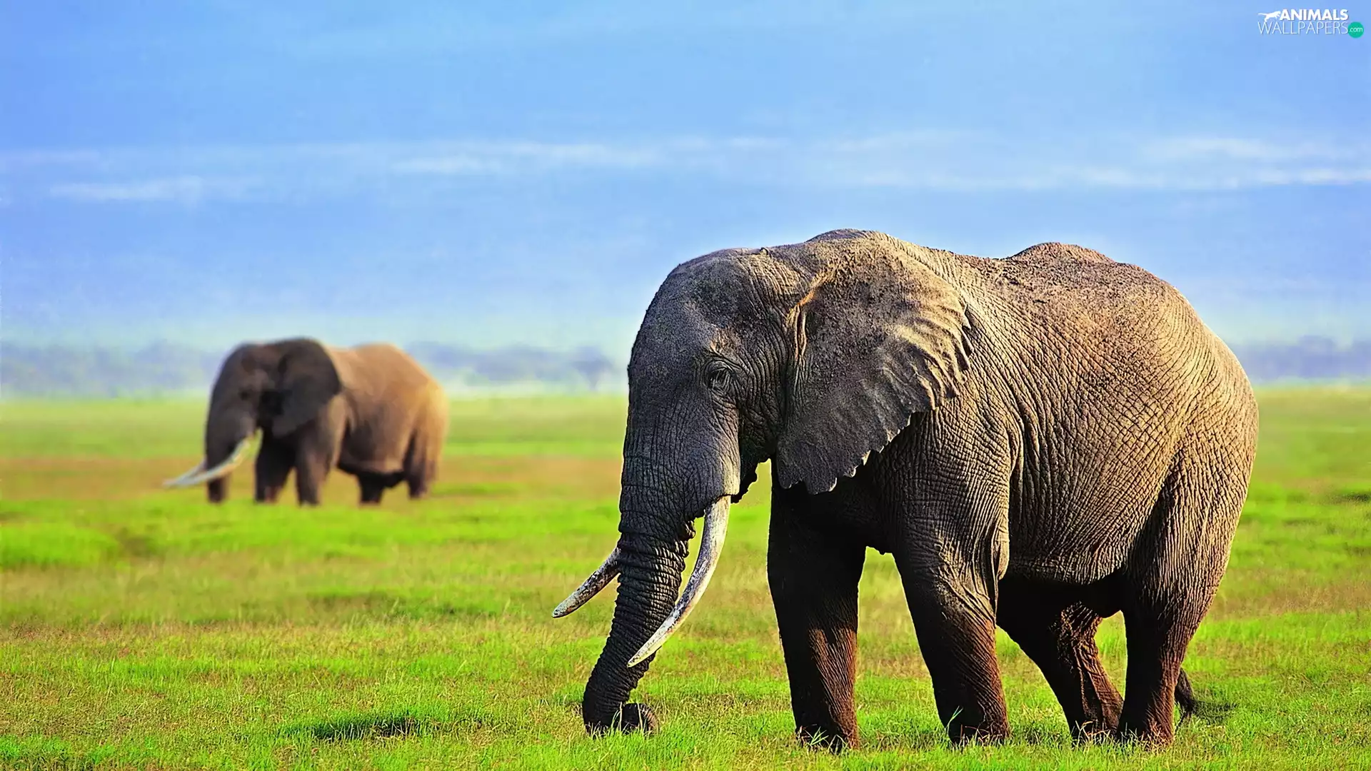 Moves, Elephants, grass