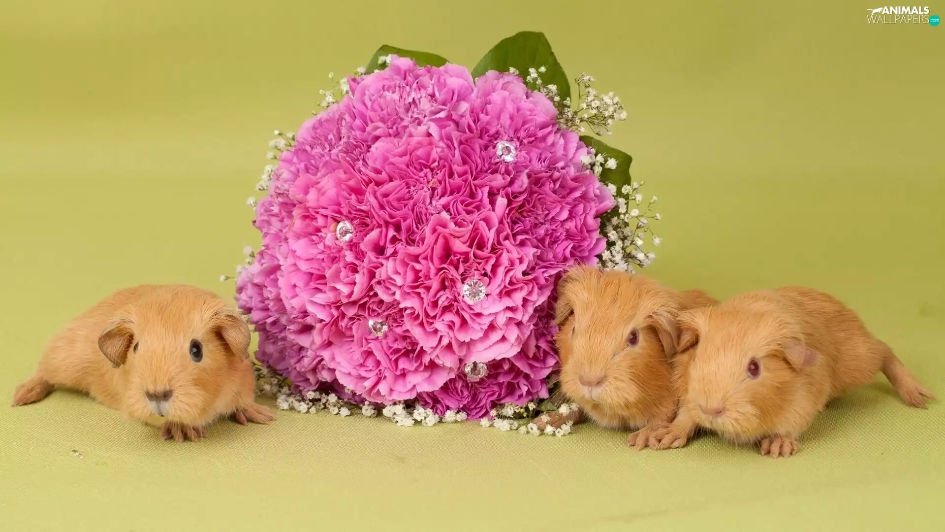 Three, sea, Flowers, mumps