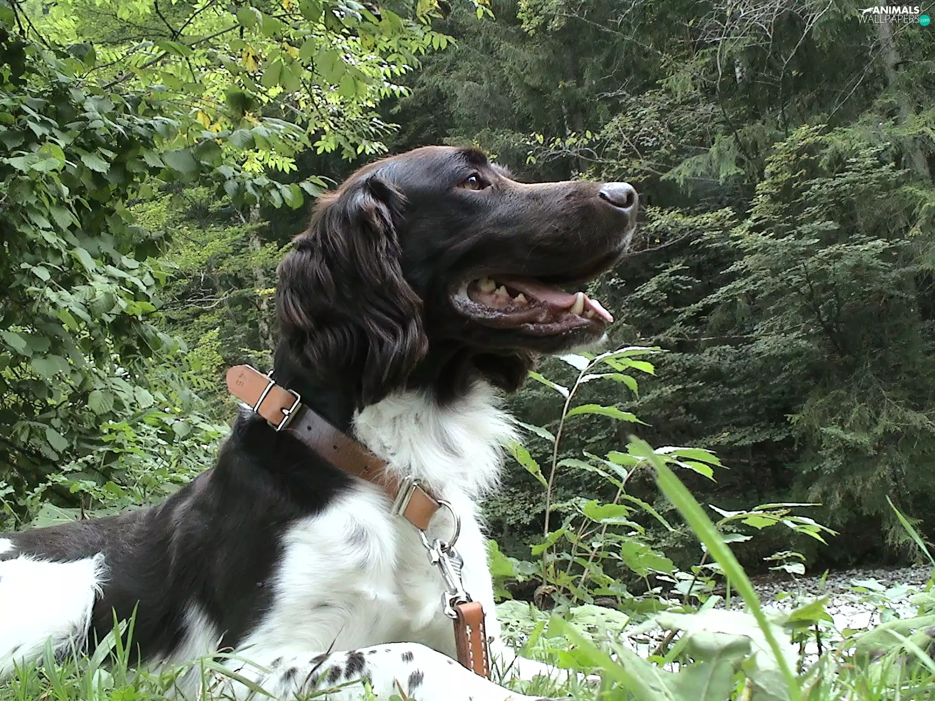 Pointer Munsterlandzki Large, Leather, dog-collar, Large Munsterlander