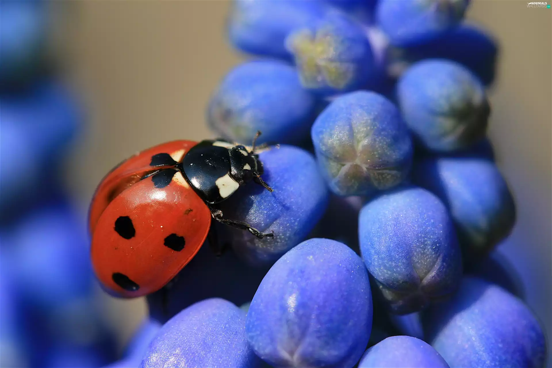 Muscari, ladybird