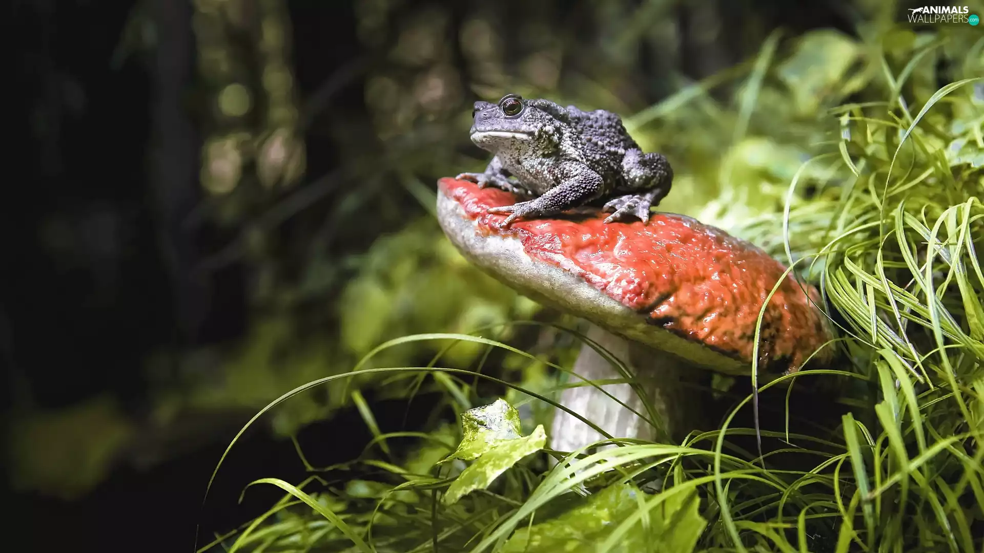 Common Toad, grass, Leccinum Red, strange frog, Mushrooms