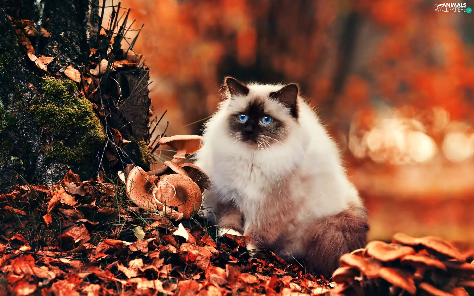 Leaf, mushrooms, siamese, autumn, cat