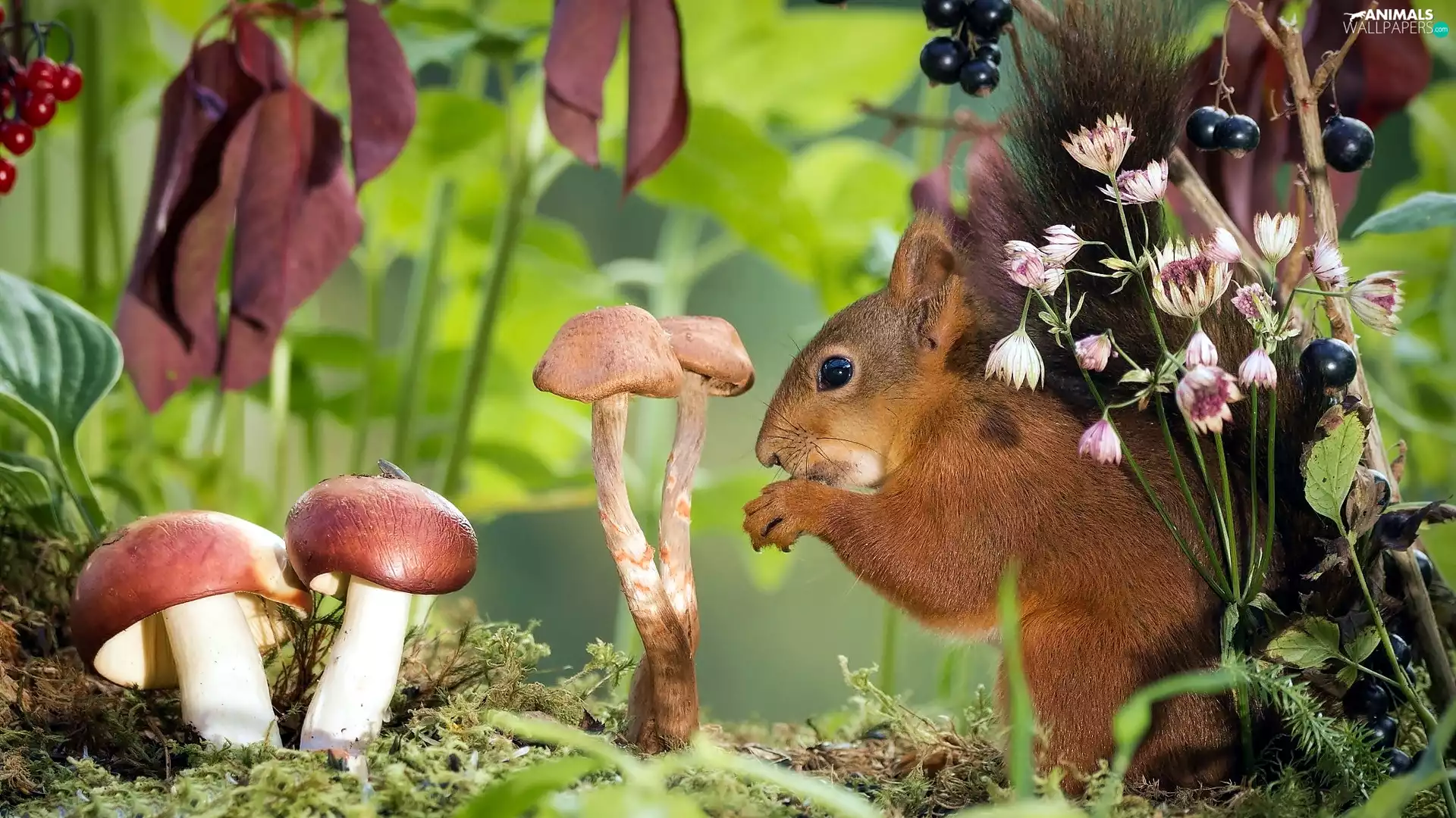 squirrel, Moss, Flowers, mushrooms