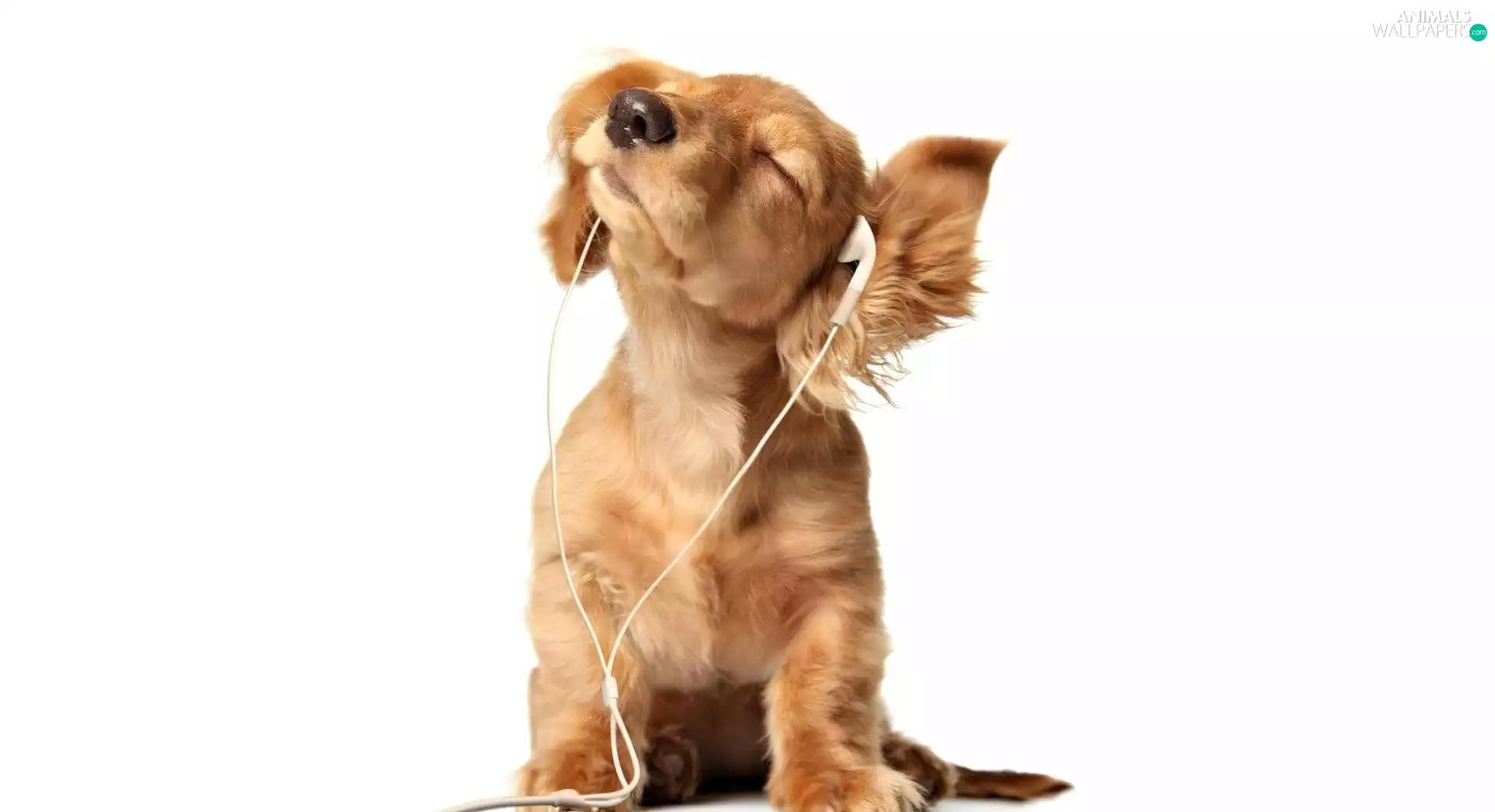music, dog, listening