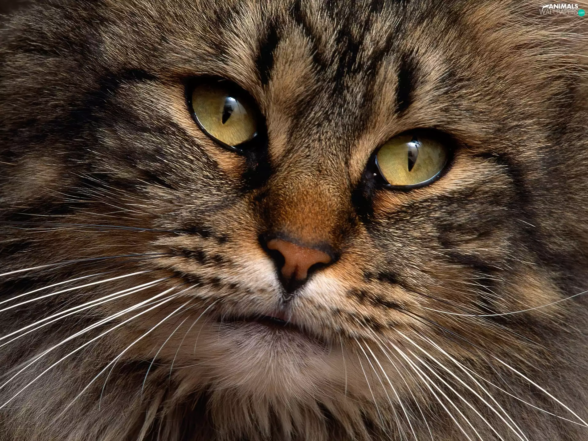 mustache, cat, mouth