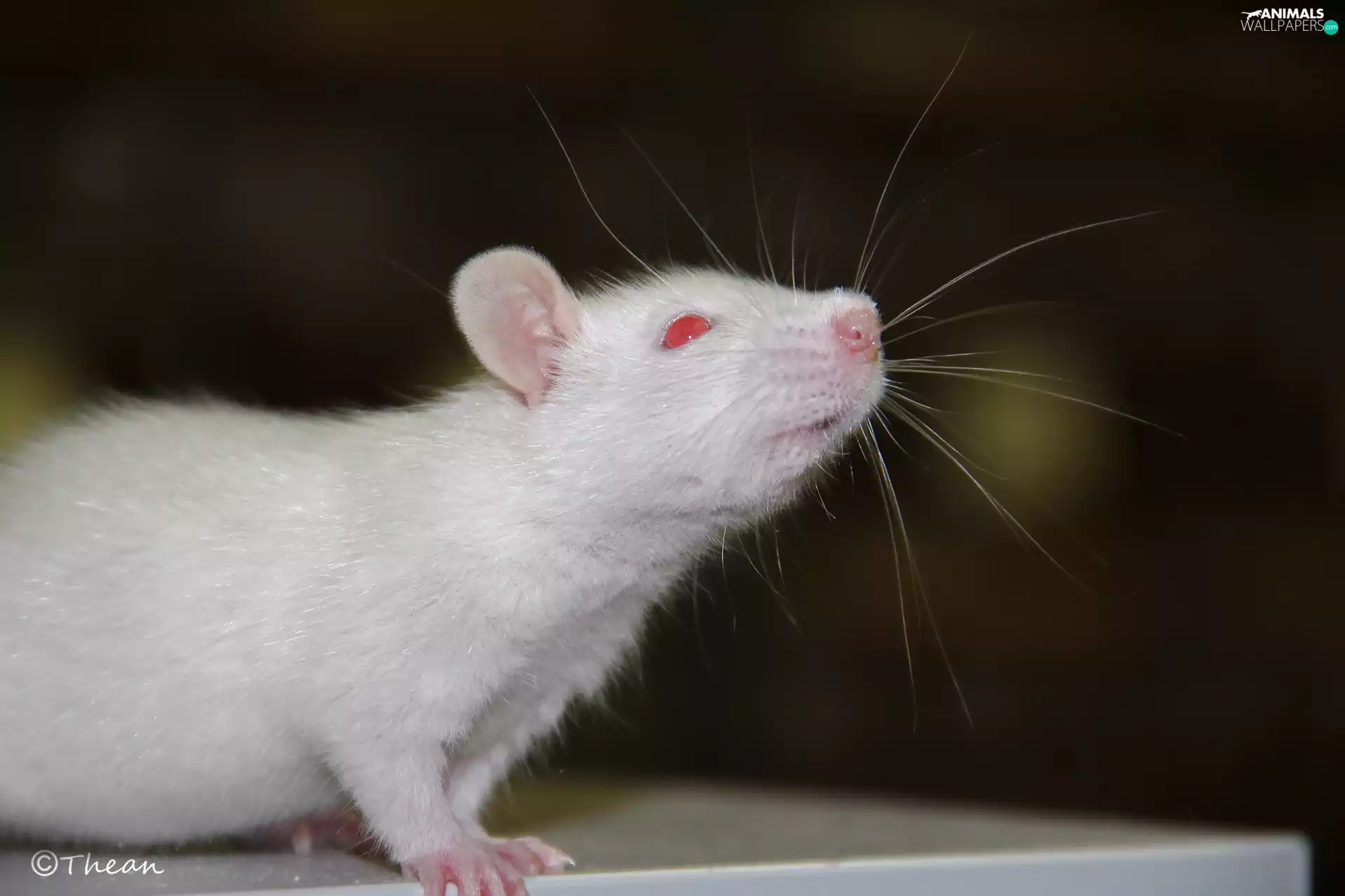 Wistar, White, Eyes, mustache, Red, rat