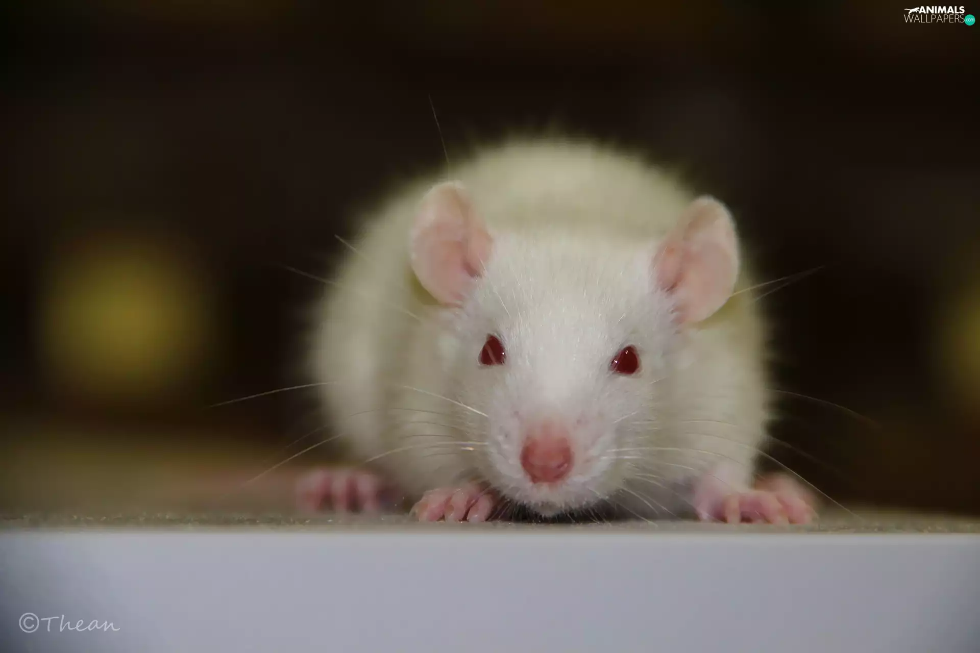 Wistar, White, Eyes, mustache, Red, rat