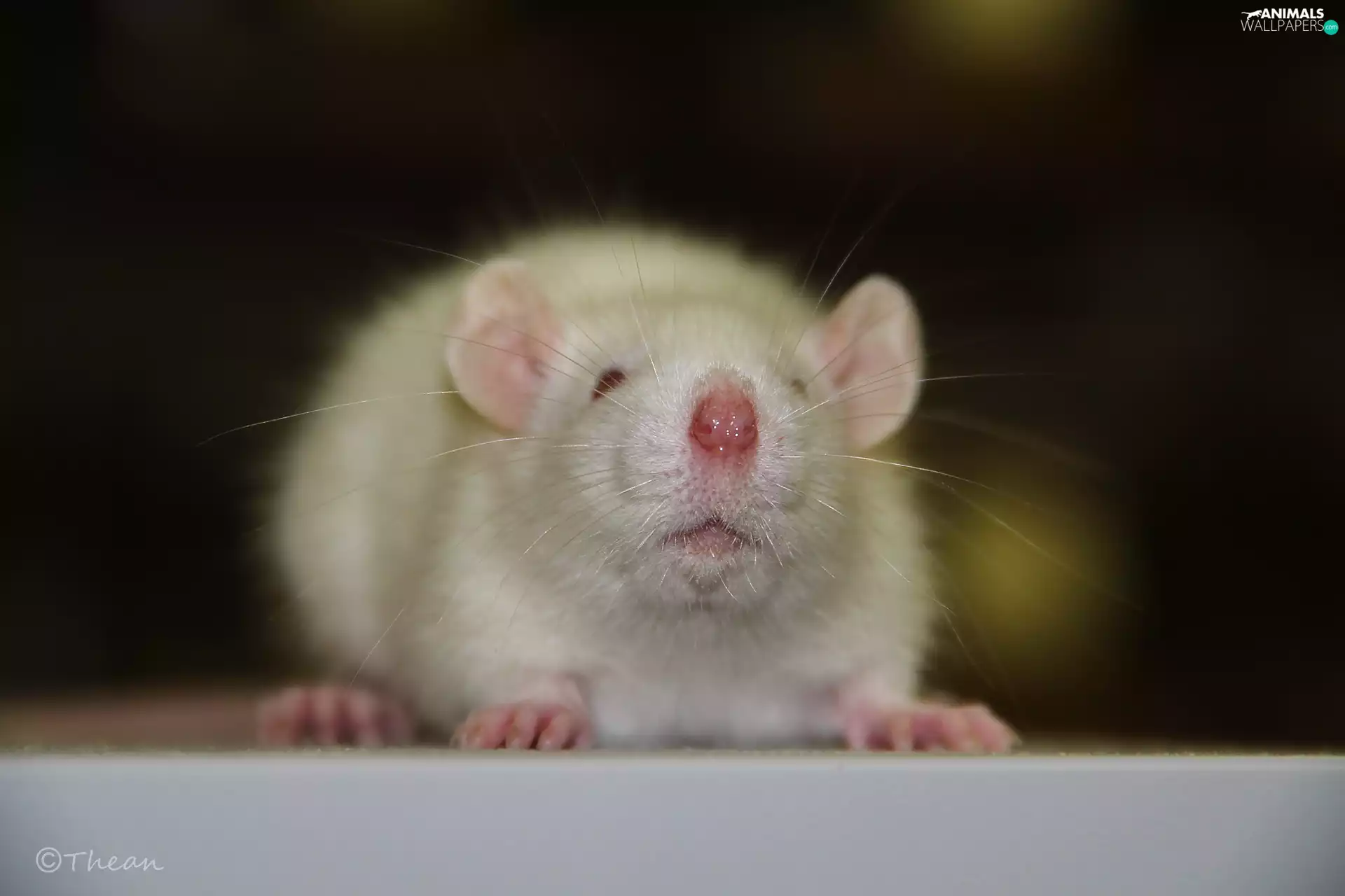 peen, mustache, rat, Wistar, White