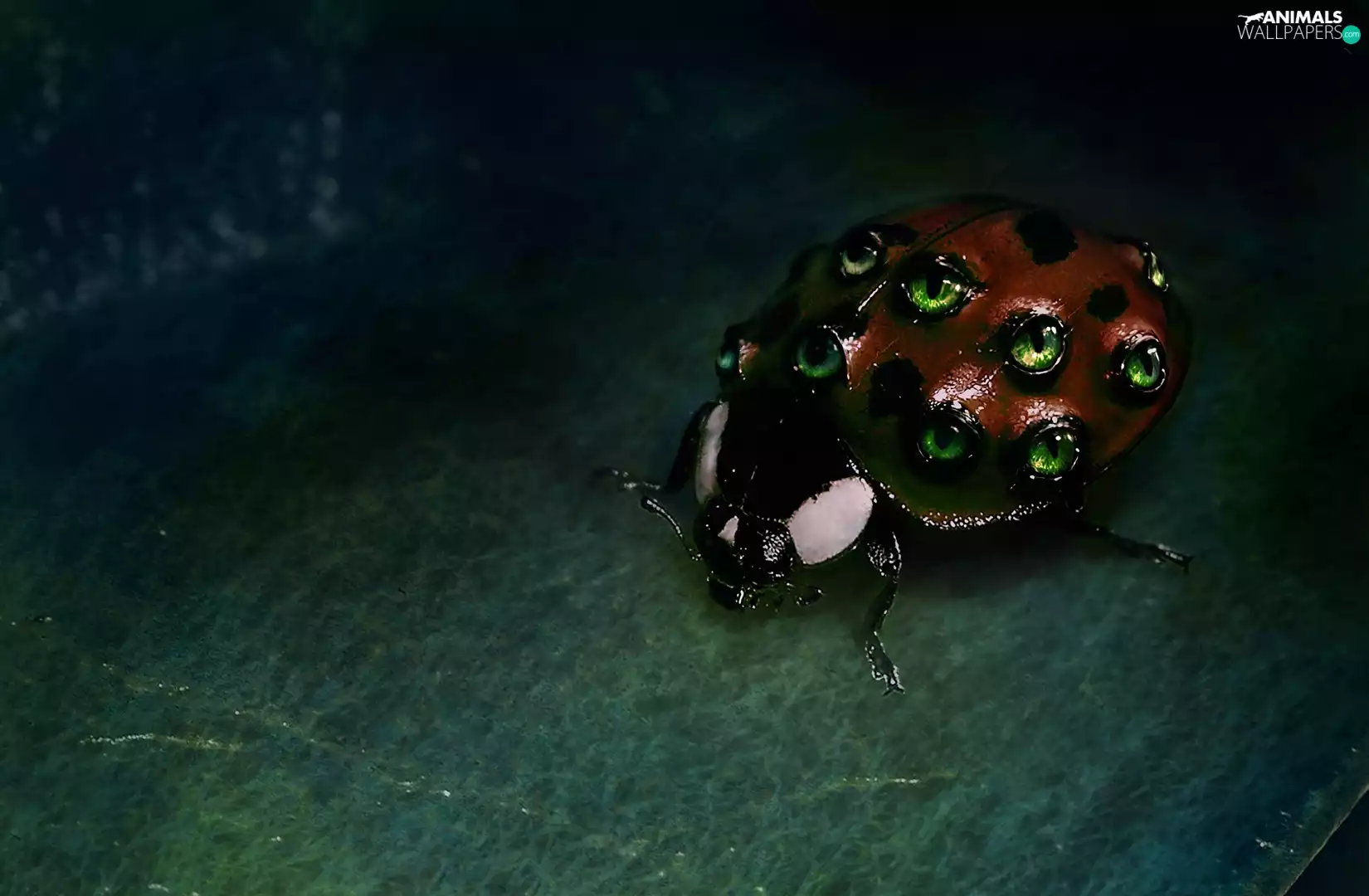 ladybird, Spots, Eyes, mutant
