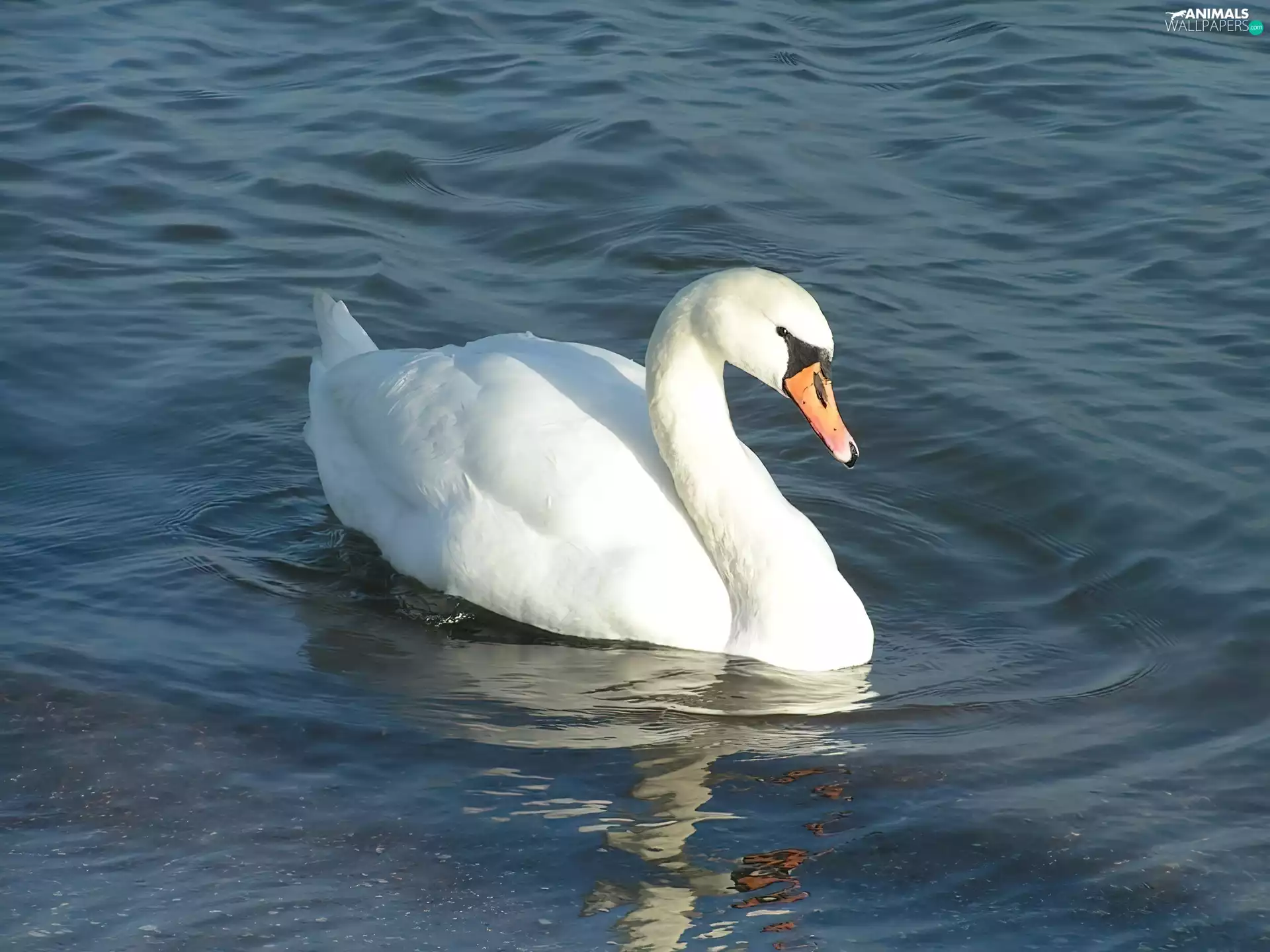 mute Swan