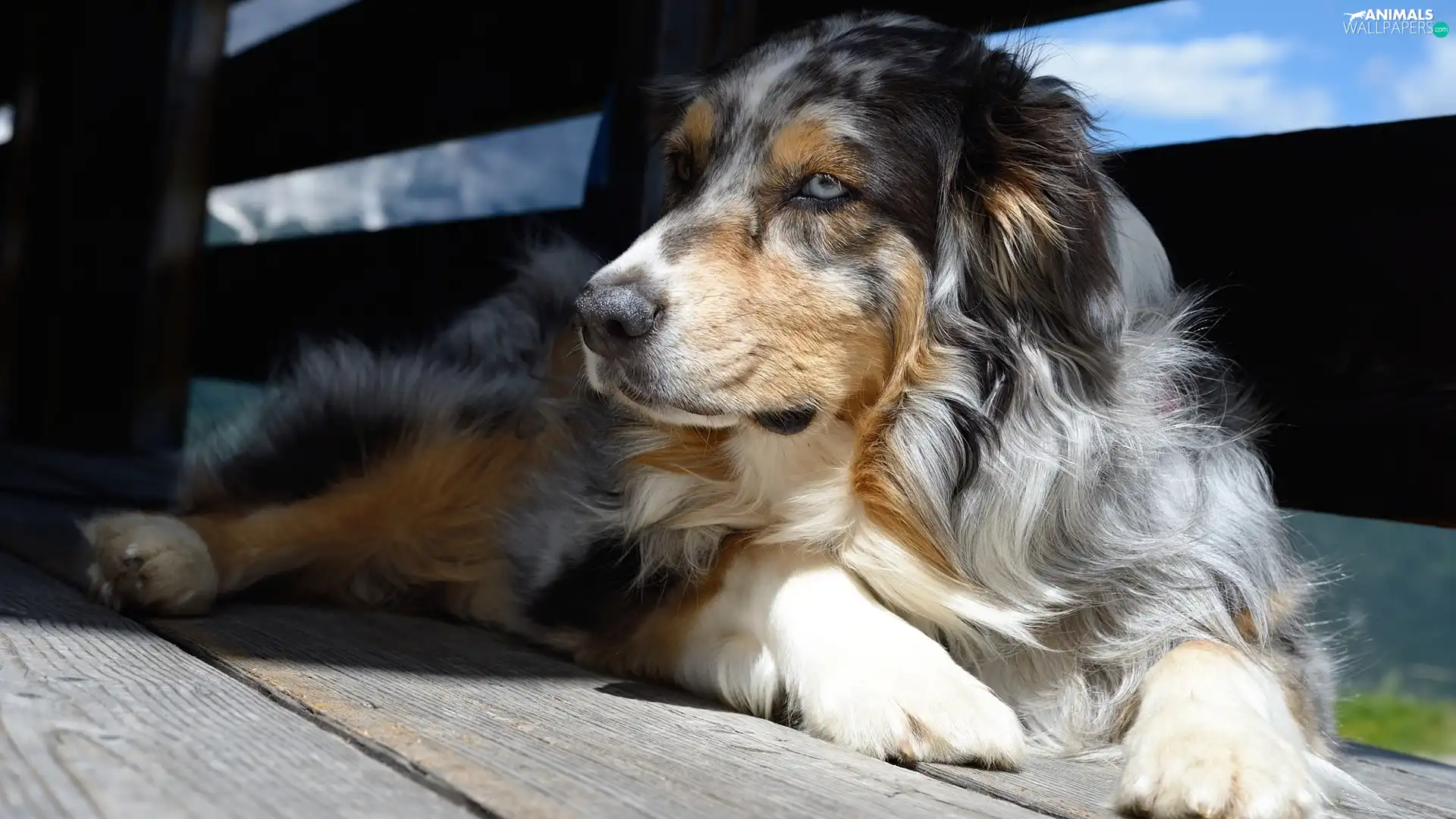 dog, muzzle, boarding, Australian Shepherd