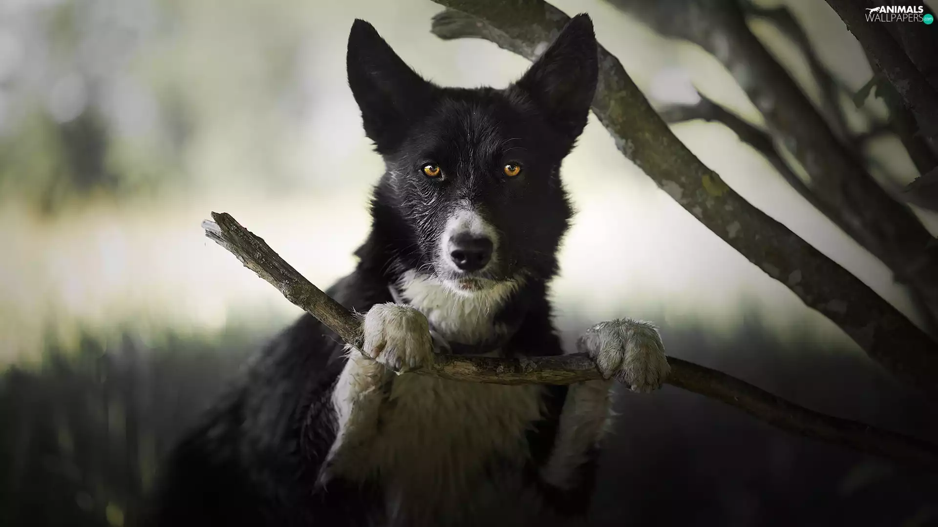 branch pics, dog, muzzle